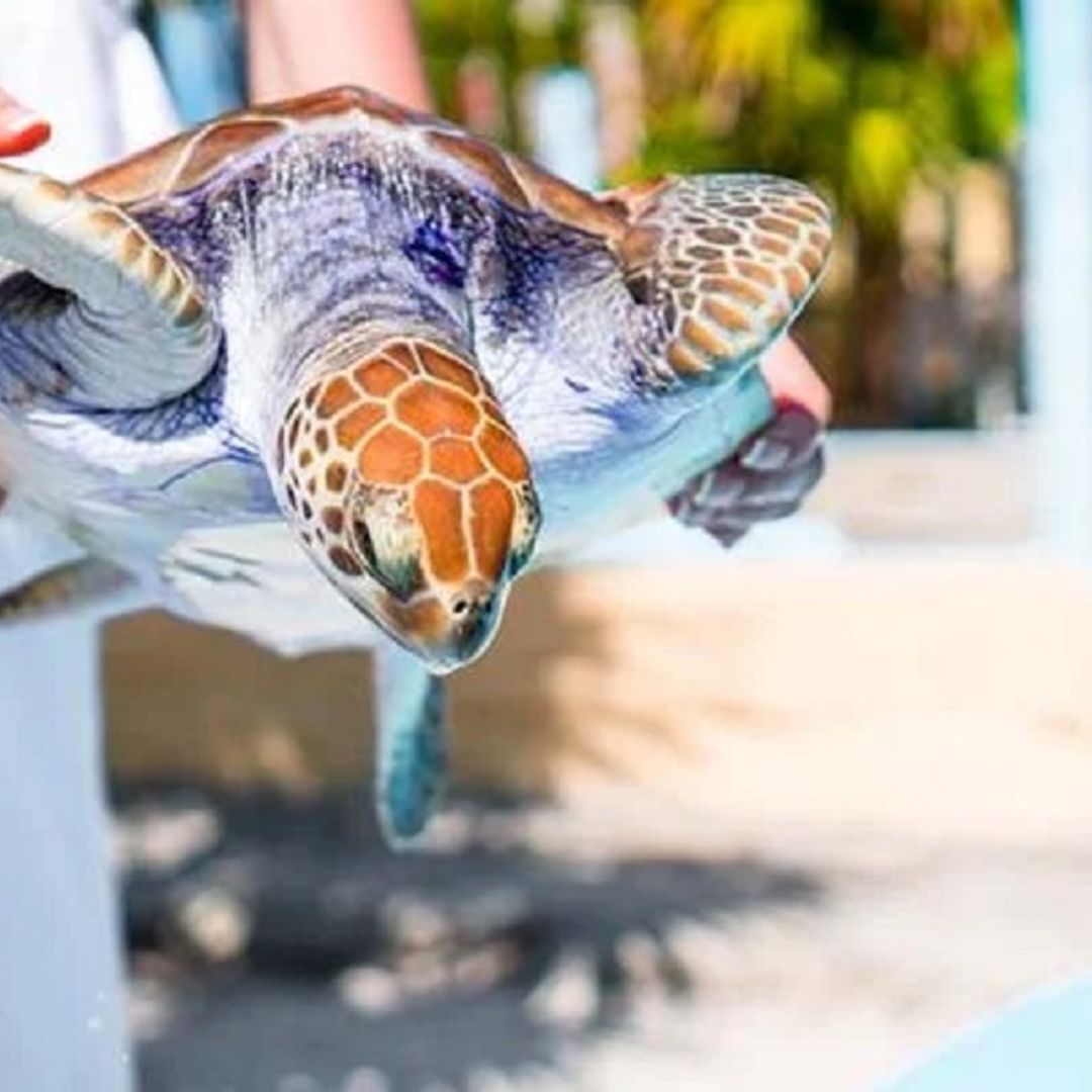 The Granja de las Tortugas (Turtle Farm) and the Experimental Sea Turtle Breeding Centre, Cayo Largo del Sur, Cuba.