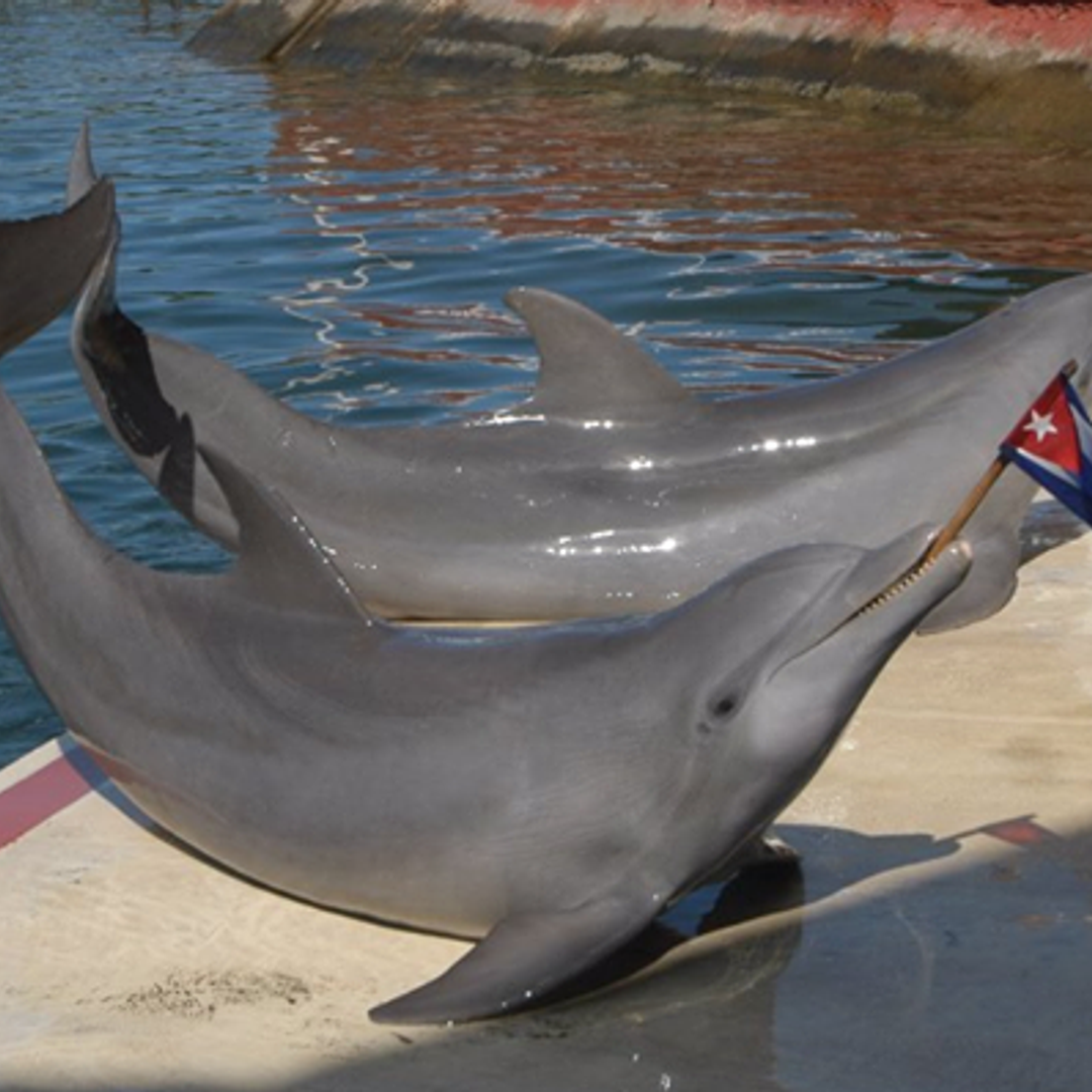 Dolphinarium, Cienfuegos city.