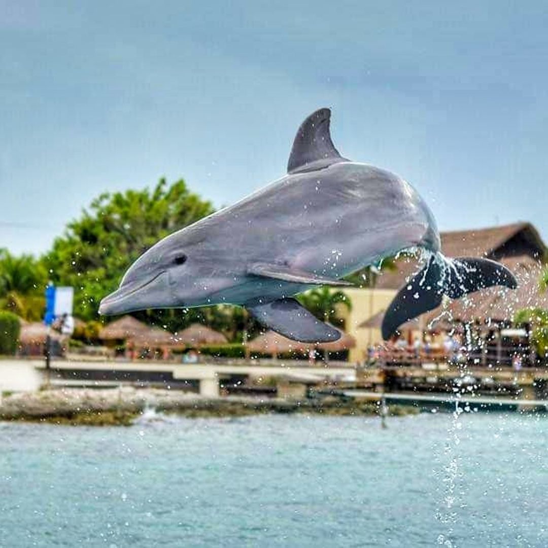 "Dolphins Swim Adventure in Cozumel" Tour