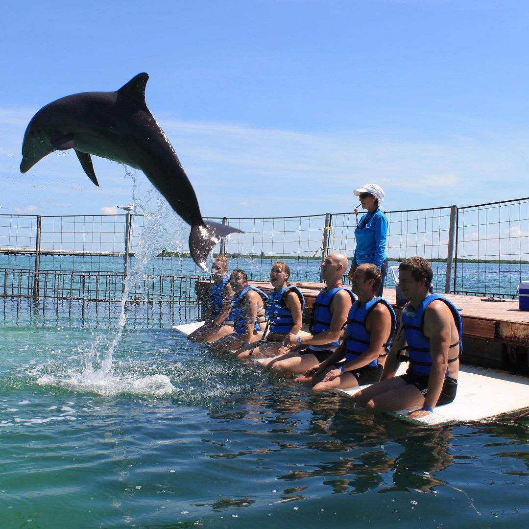 Interacting with the Dolphins at Cayo Guillermo dolphinarium