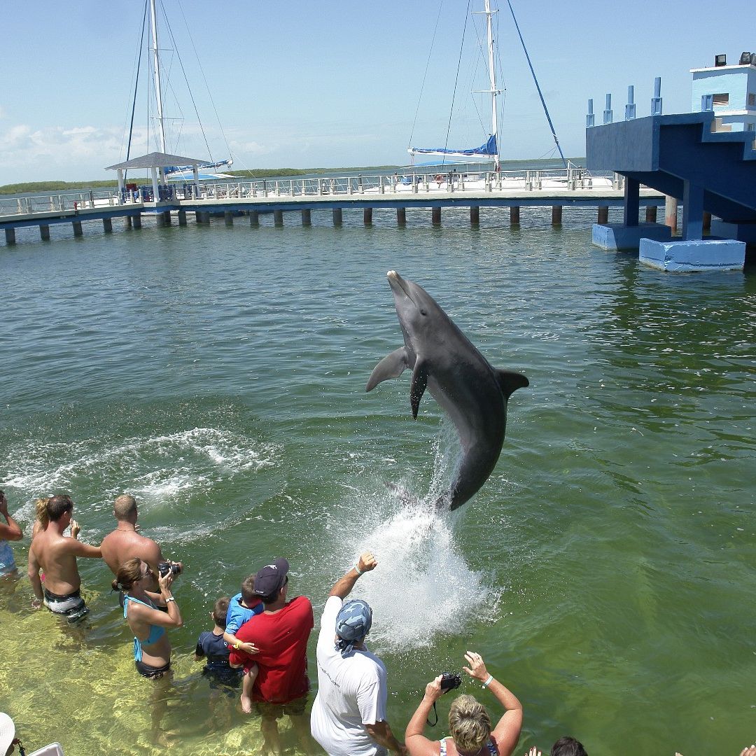 “SWIMMING WITH DOLPHINS IN CAYO SANTA MARÍA“ Tour, Villa Clara, Cuba.