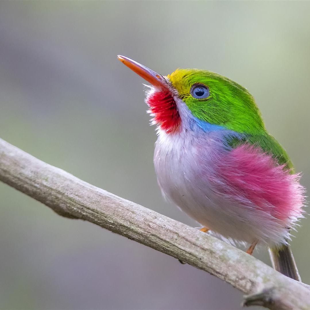 Cartacuba-“Birdwatching tour ”, Las Terrazas