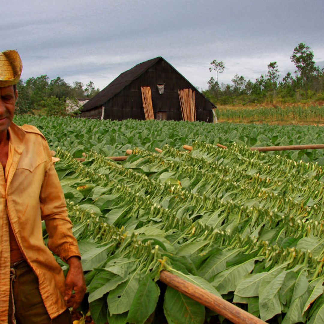 The tobacco farmers, traditions and customs, Viñales valley