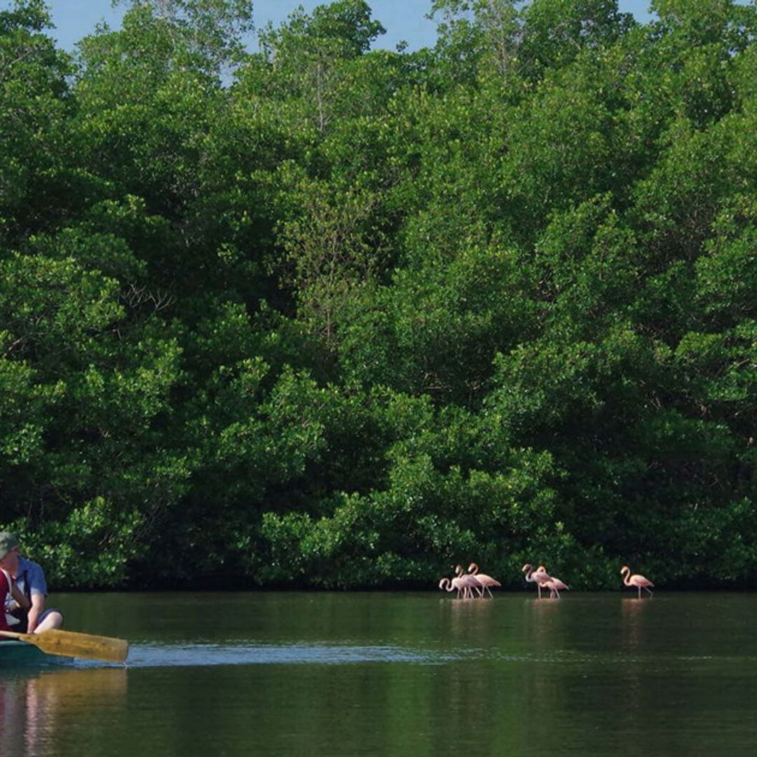 Pink flamingos in the Guanaroca lagoon, Cienfuegos, Cuba.
