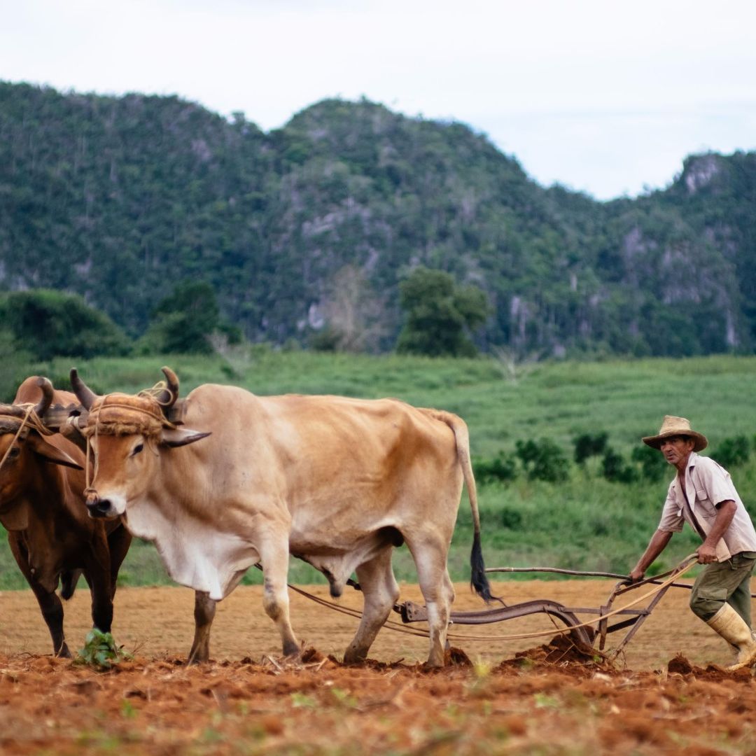 The tobacco farmers, traditions and customs, Viñales valley