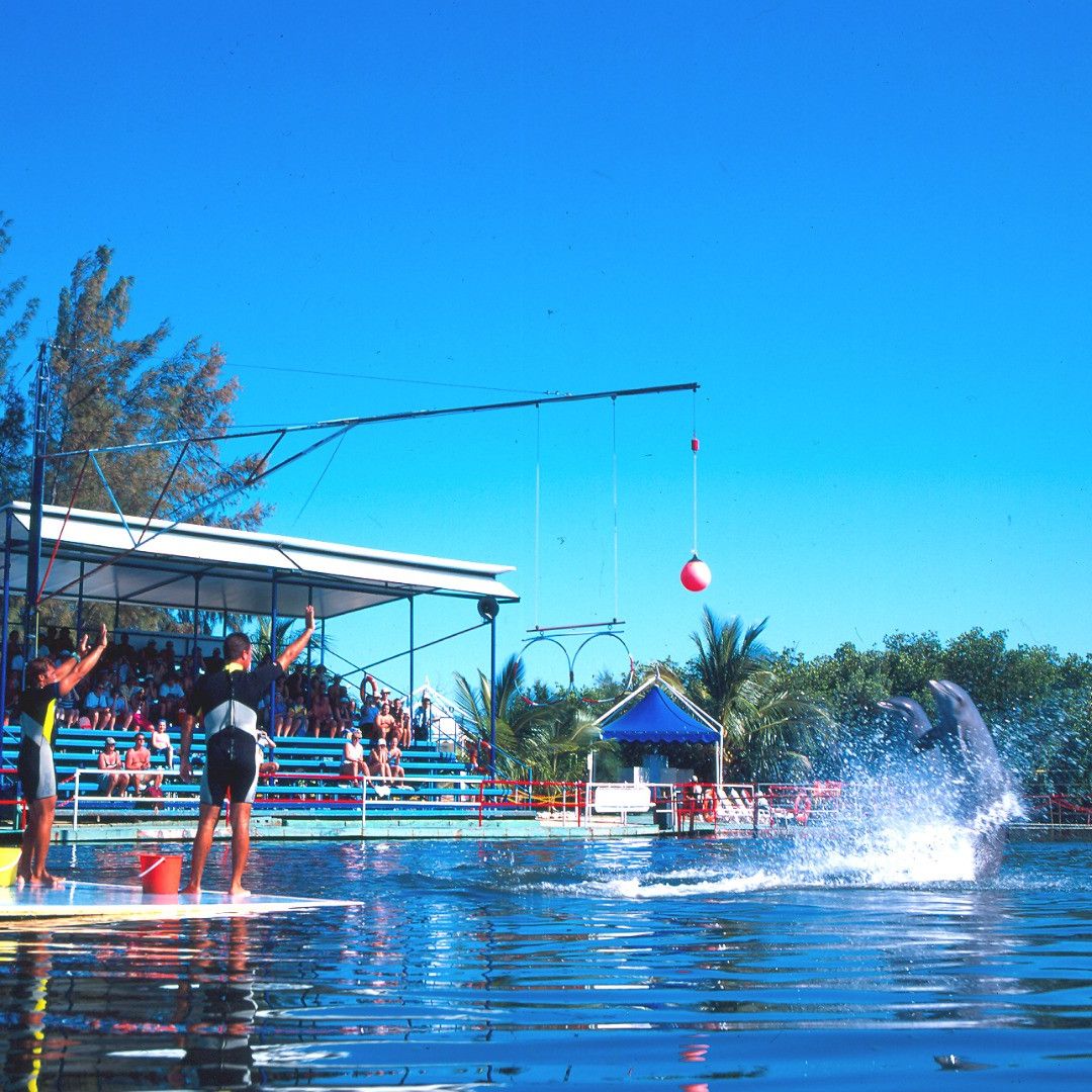 Dolphin show at Varadero dolphinarium