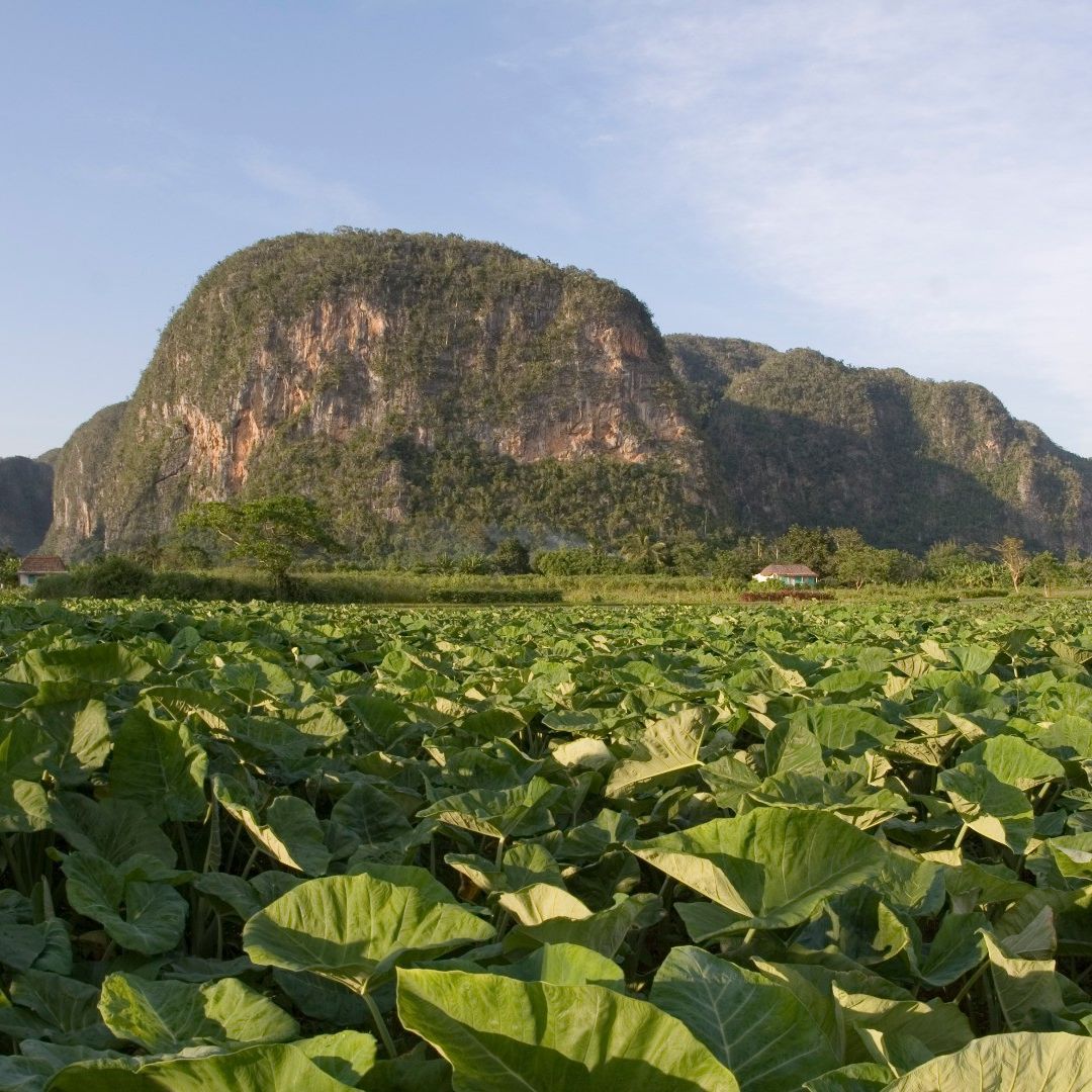 Viñales Valley panoramic view, Viñales, Pinar del Río, Cuba.