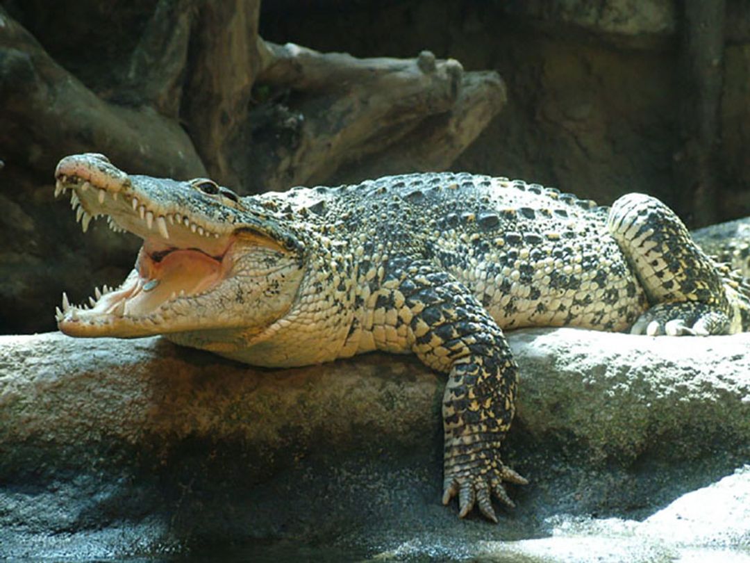 The crocodile farm, Sierra de Cubitas, Camagüey