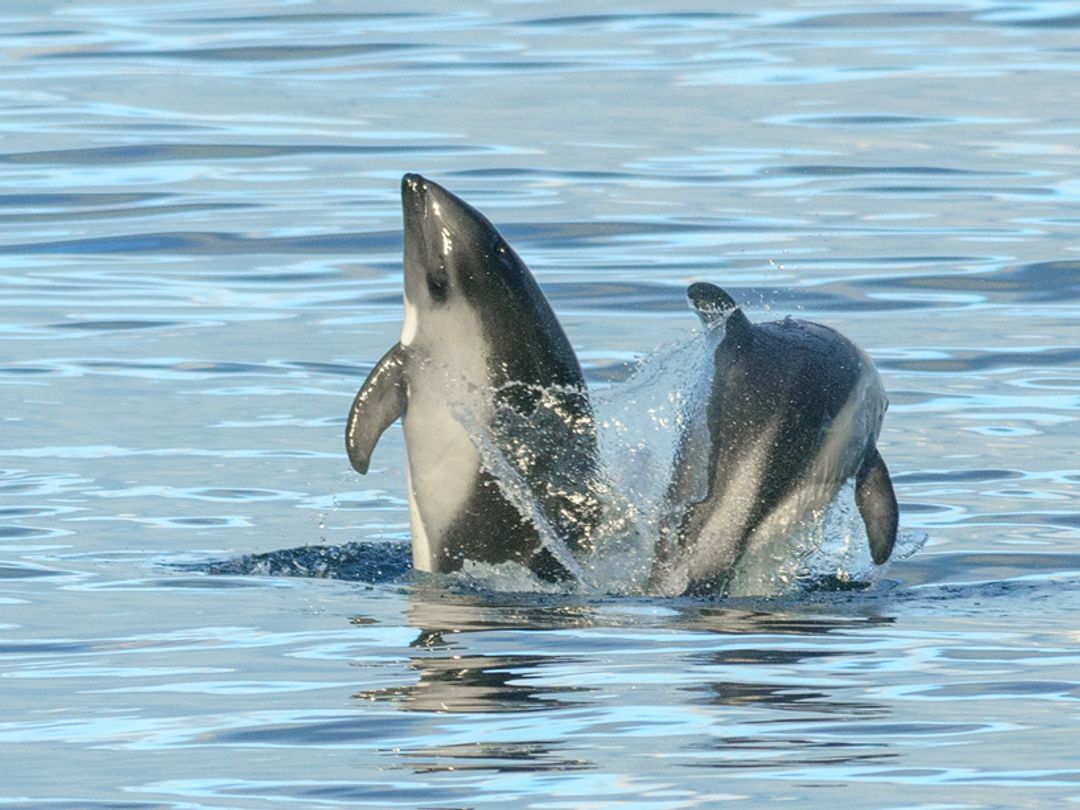 Knowing the Dolphins in Isla Dama, Coquicombo region, Chile