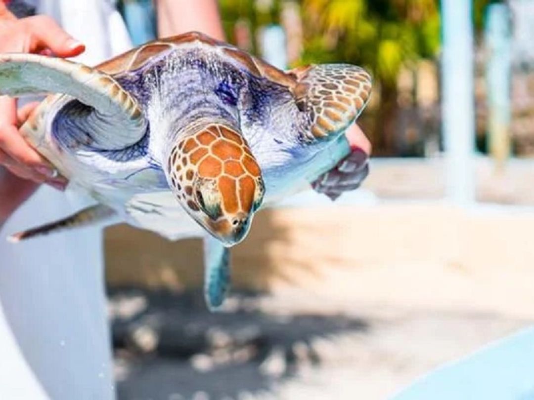 The Granja de las Tortugas (Turtle Farm) and the Experimental Sea Turtle Breeding Centre, Cayo Largo del Sur, Cuba.