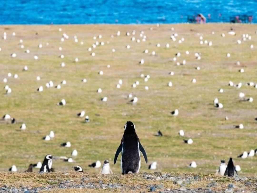 TOUR “COLÔNIA DE PINGUIM NA ILHA DE MADALENA”.