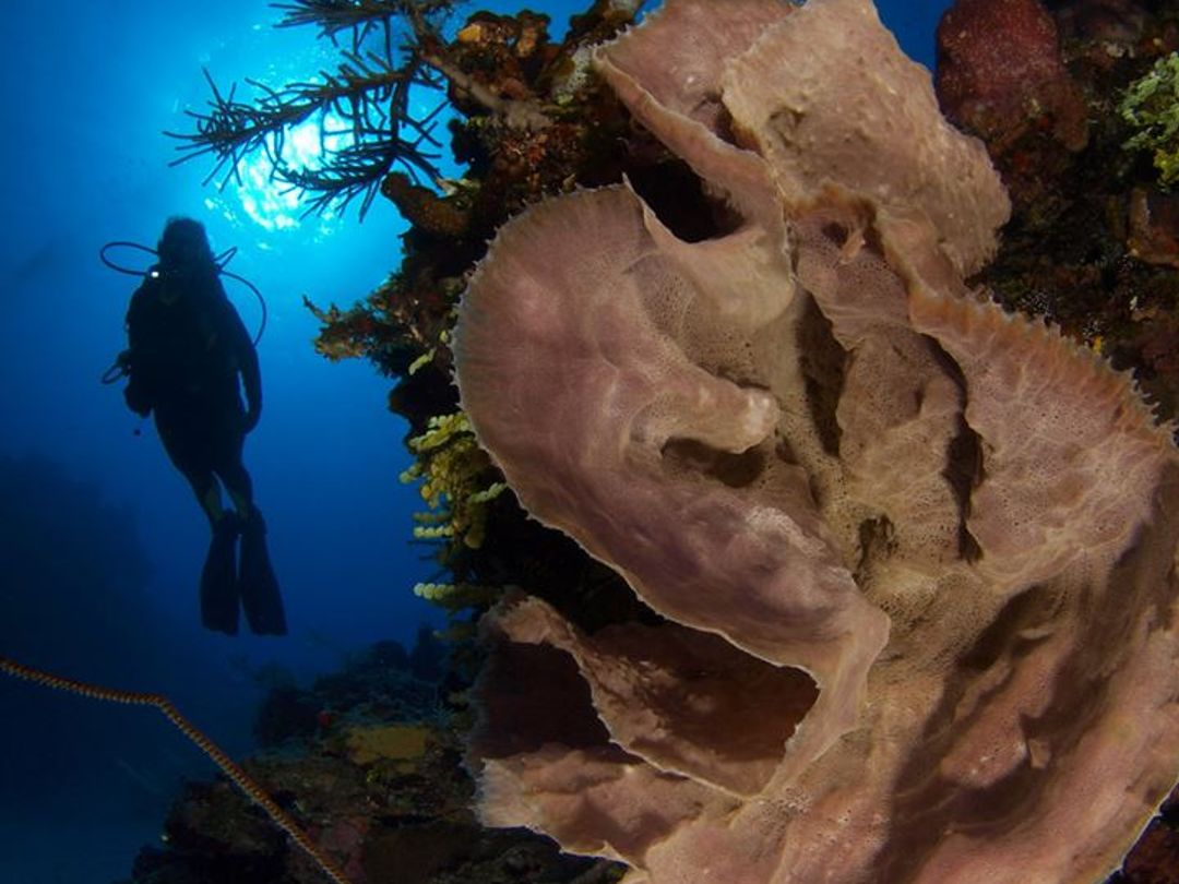 "SCUBA DIVING IN PLAYA LARGA - PLAYA GIRÓN" Tour, Península de Zapata Natural Park, Matanzas, Cuba.