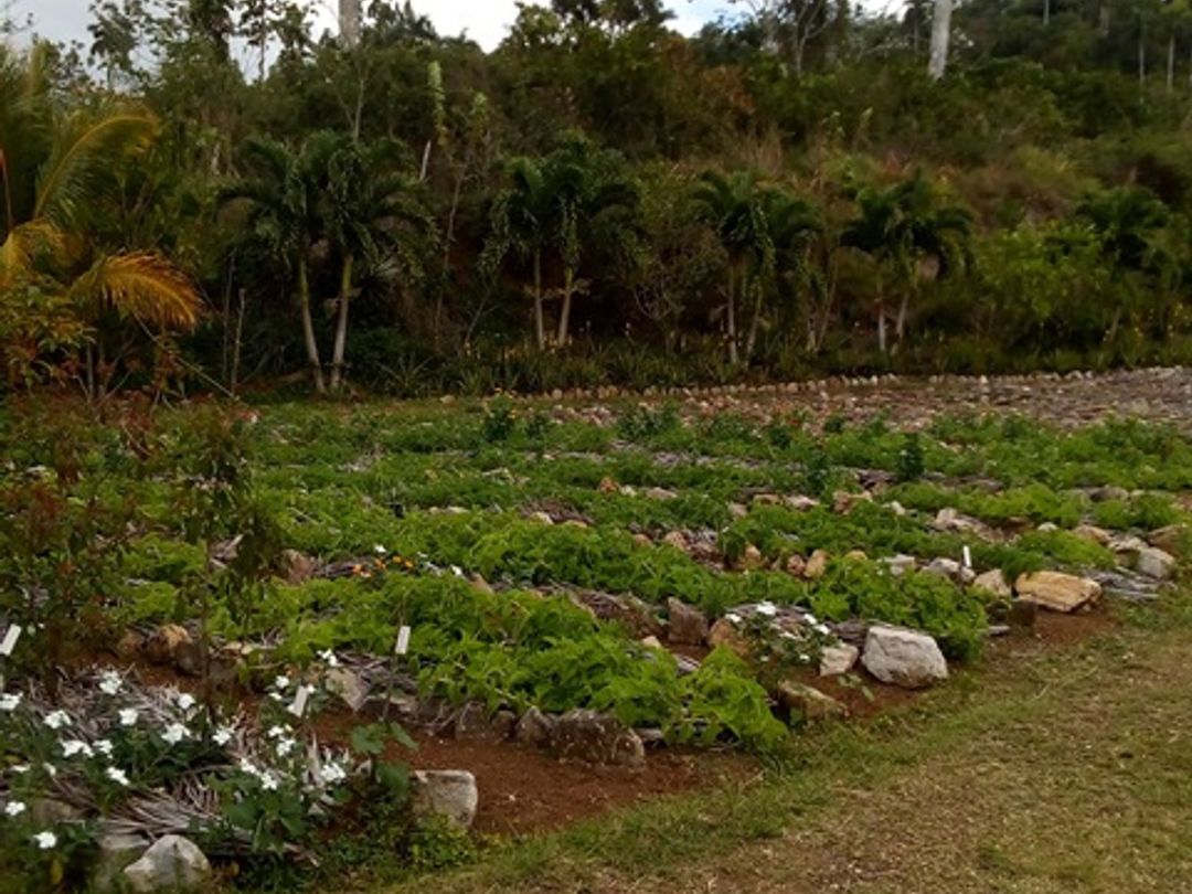 Crops of Medicinal Plants- ”Visit to the Agroecological and Medicinal Plants Farm”