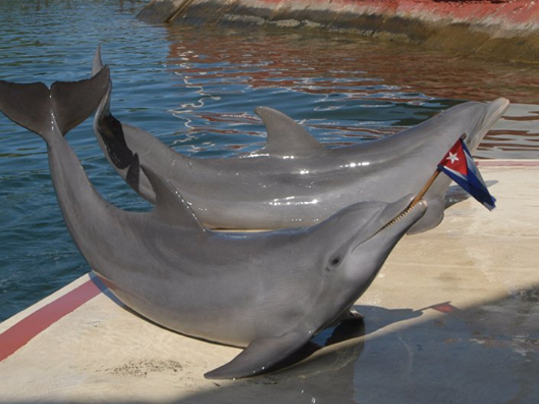 Dolphinarium, Cienfuegos city.