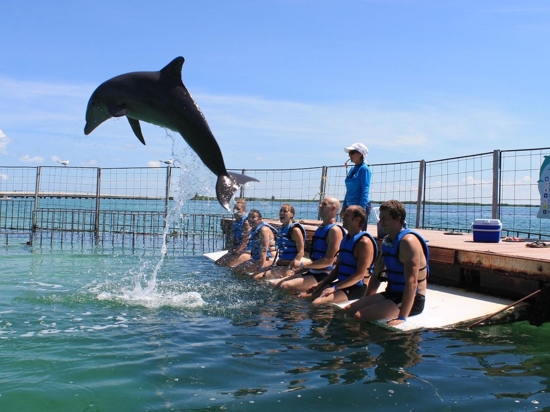 Interacting with the Dolphins at Cayo Guillermo dolphinarium