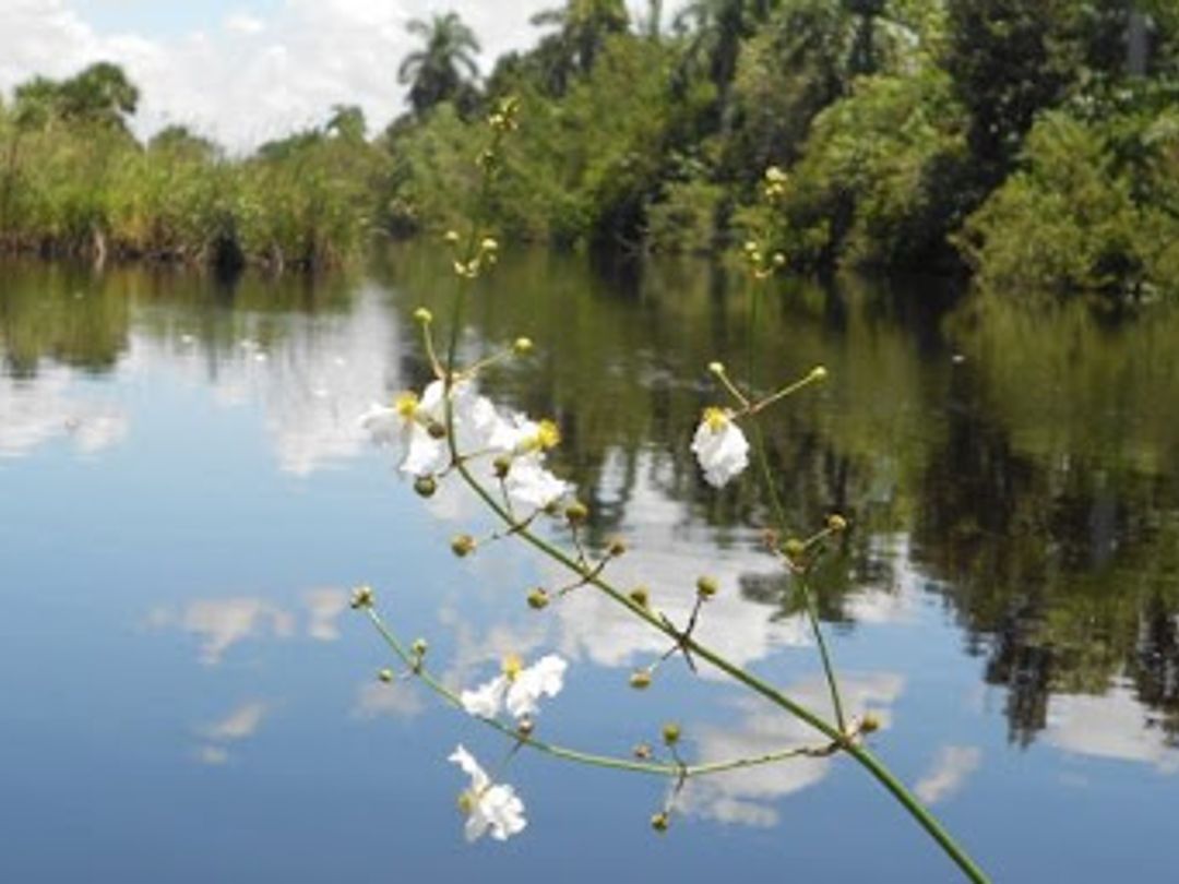 "Fluvial Walk by the Hatiguanico River"