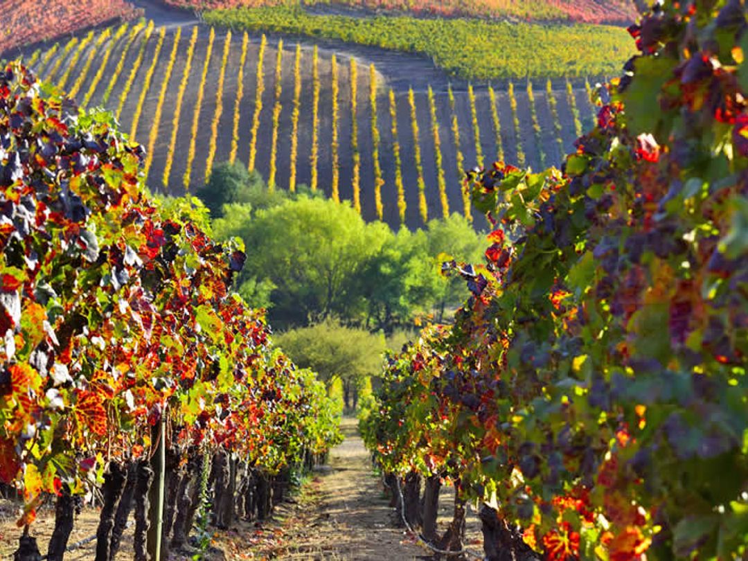 TOUR “UM OLHAR MAIS PERTO EM COLCHAGUA”.