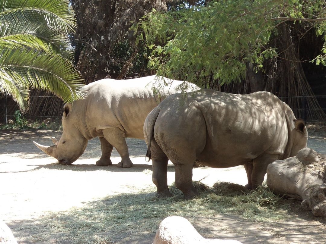 “VISIT TO THE BUIN ZOO” Tour, Santiago de Chile.