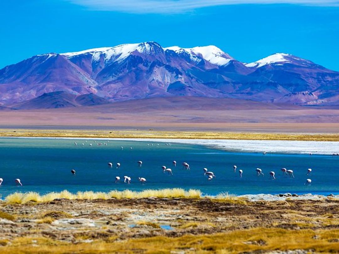 Chaxa Lagoon "Atacama Salt Flat & Altiplanic Lagoons" Tour