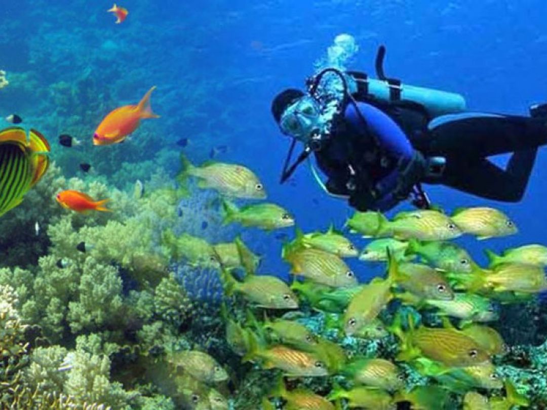 "Diving in Albacora Dive Center" Marea del Portillo Tour
