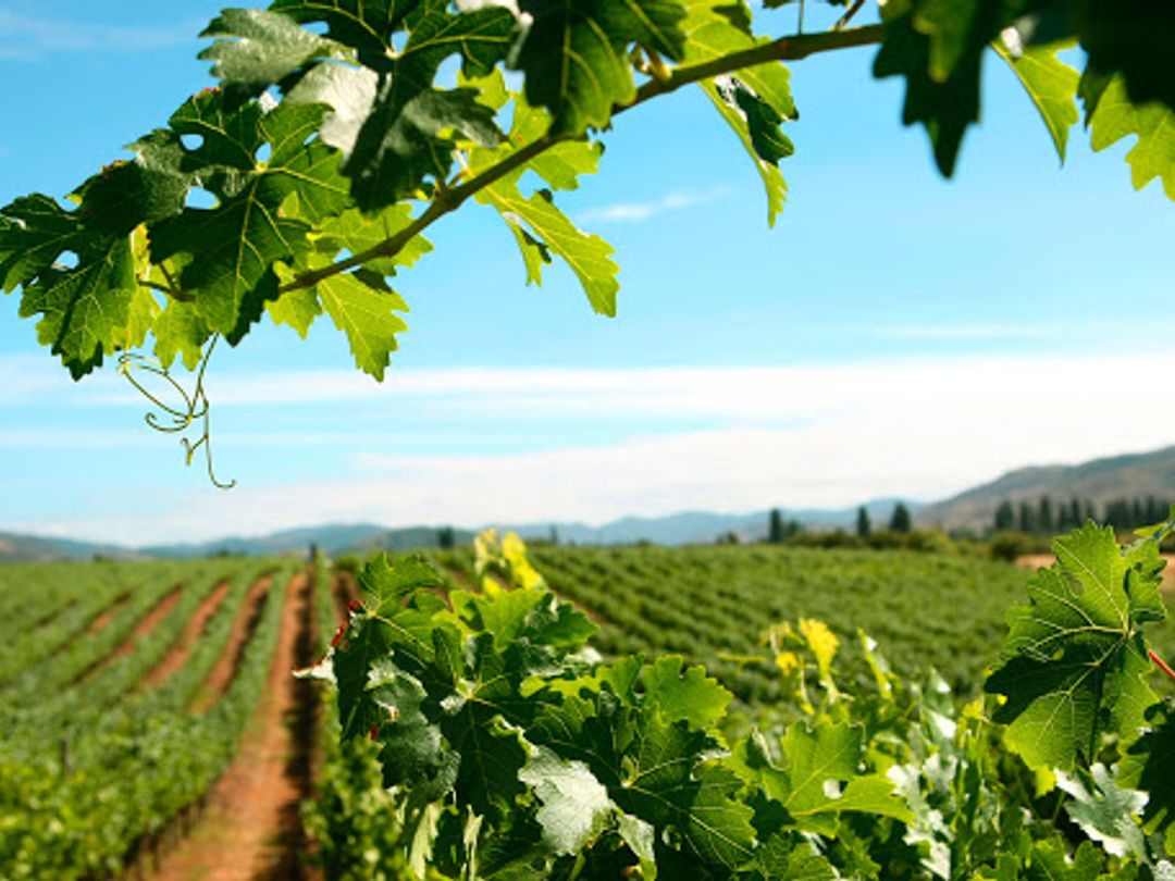 TOUR “COLCHAGUA VALLEY PREMIUM”.