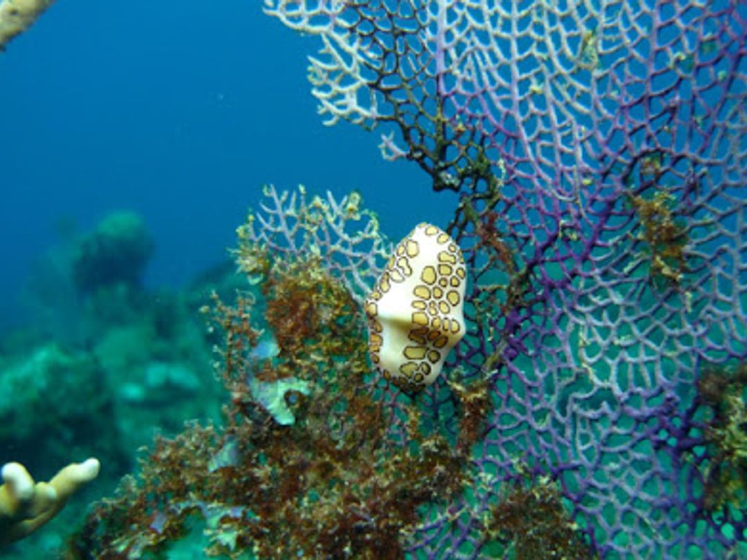 "Seafari Cayo Blanco from Marea del Portillo" Tour