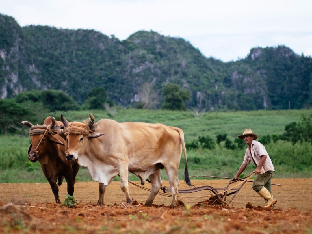 The tobacco farmers, traditions and customs, Viñales valley