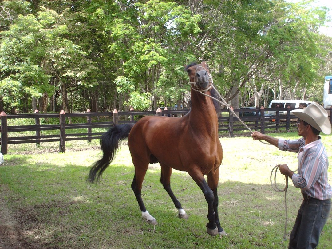 Tour to La Belén Ranch, Camagüey