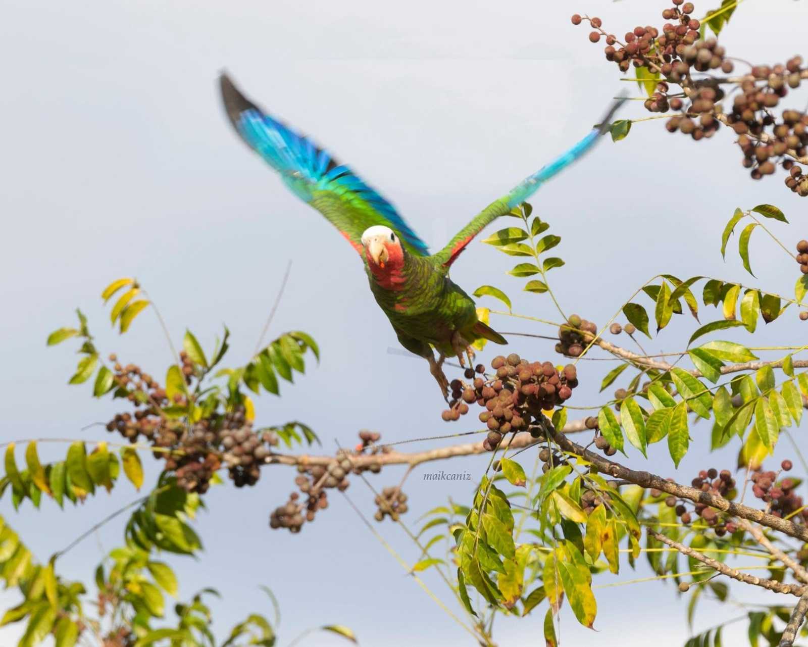 Cotorra - Cuban Parrot. Photo courtesy of Maikel Cañizares Morera.