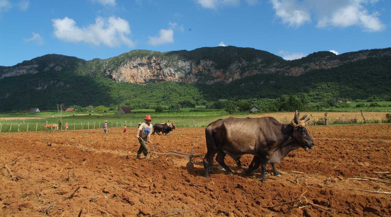 Tobacco plantations panoramic view at Viñales valley, Pinar del Río