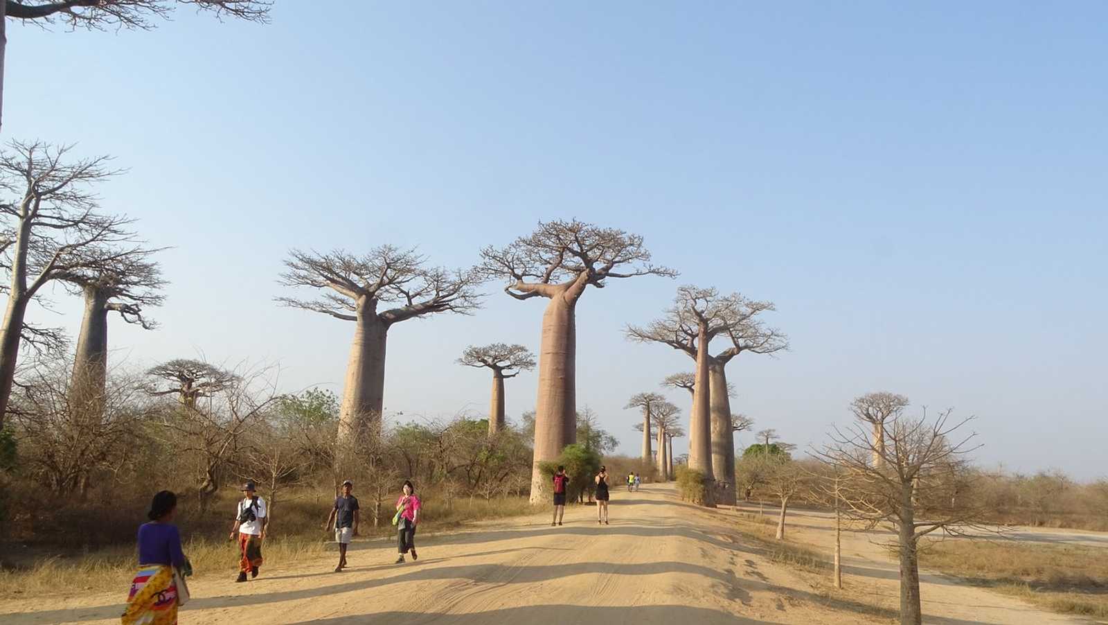 Circuito privado SAFARI BAOBAB TOURS EM MADAGÁSCAR.