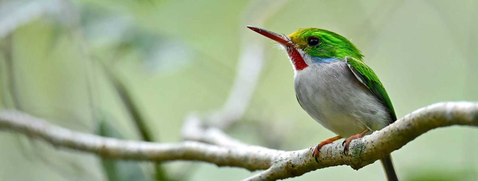 Cuban Tody. THE MOST COMPLETE BIRDWATCHING TOUR IN CUBA.