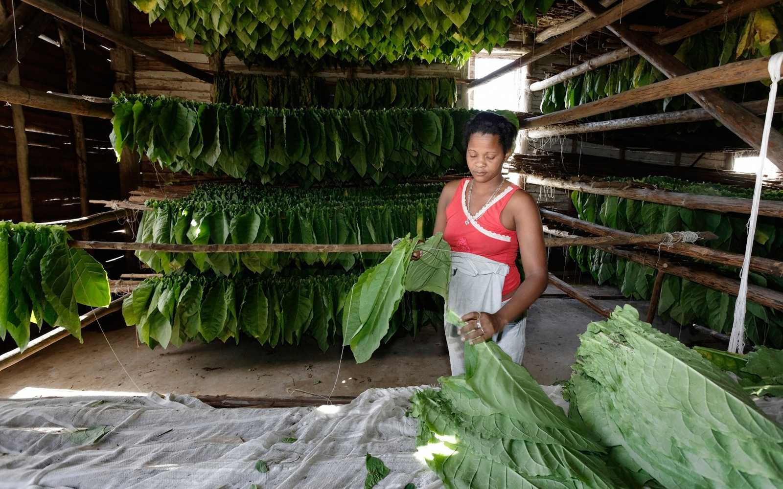 Tobacco plantations at Viñales valley, Pinar del Río
