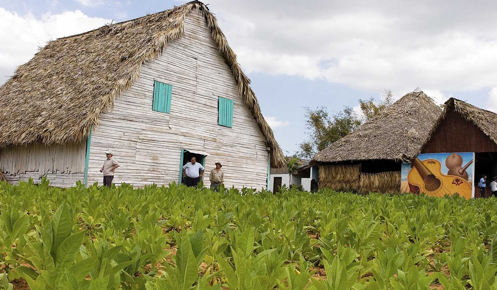 Tobacco plantations panoramic view at Viñales valley, Pinar del Río