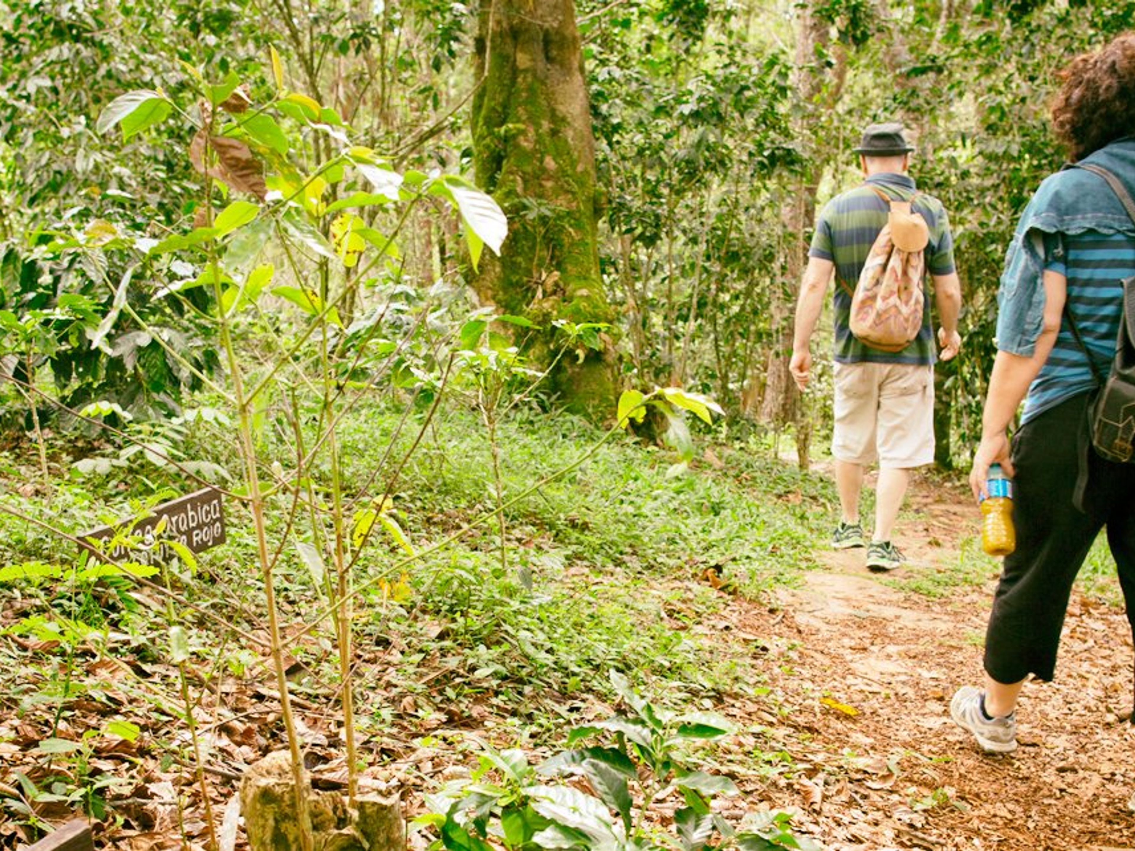 Excursão "Caminho El Taburete". El Taburete Trail tour, Las Terrazas