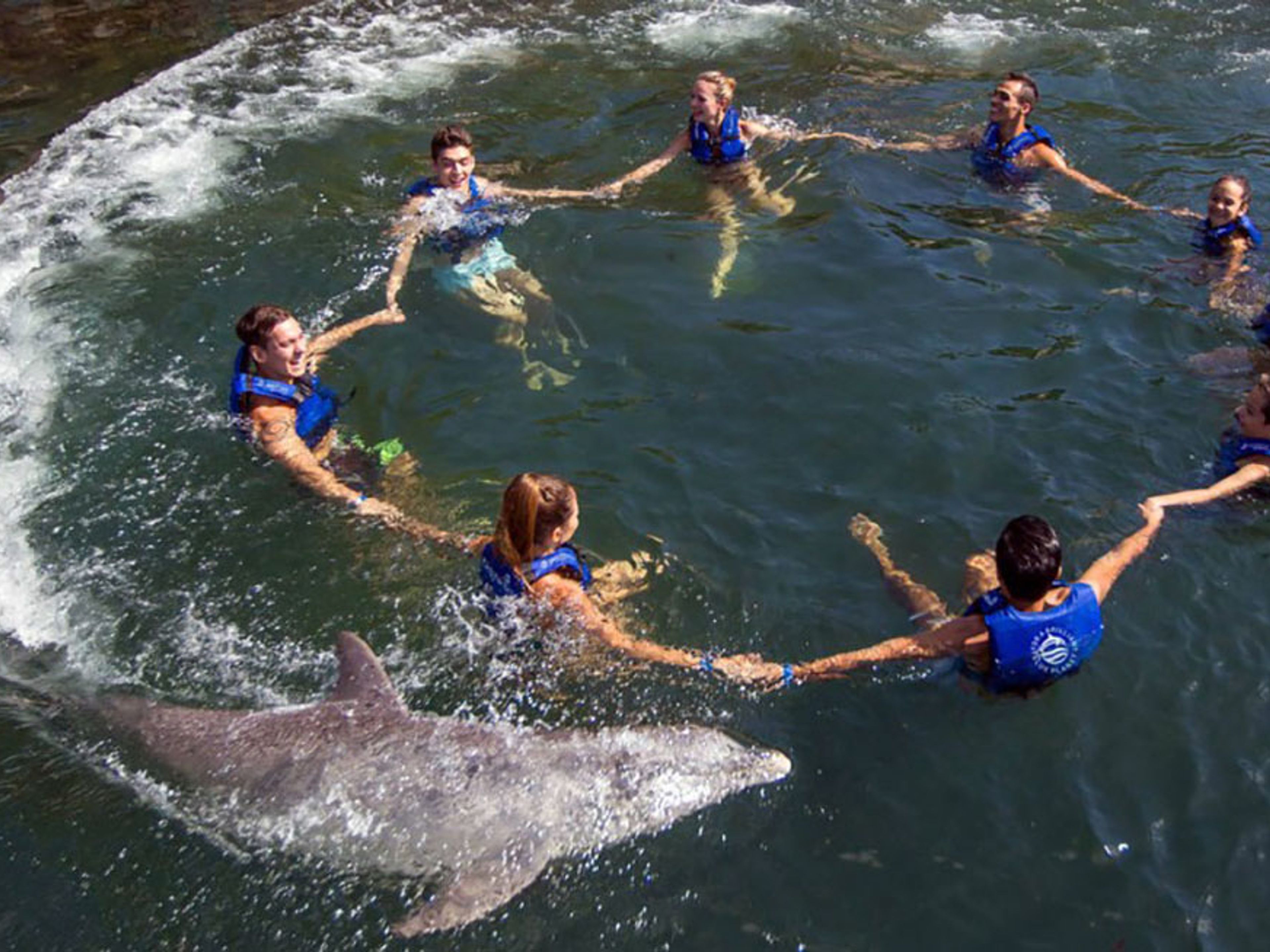 "Primax Dolphin in Riviera Maya" Tour. "Primax Dolphin in Riviera Maya" Tour