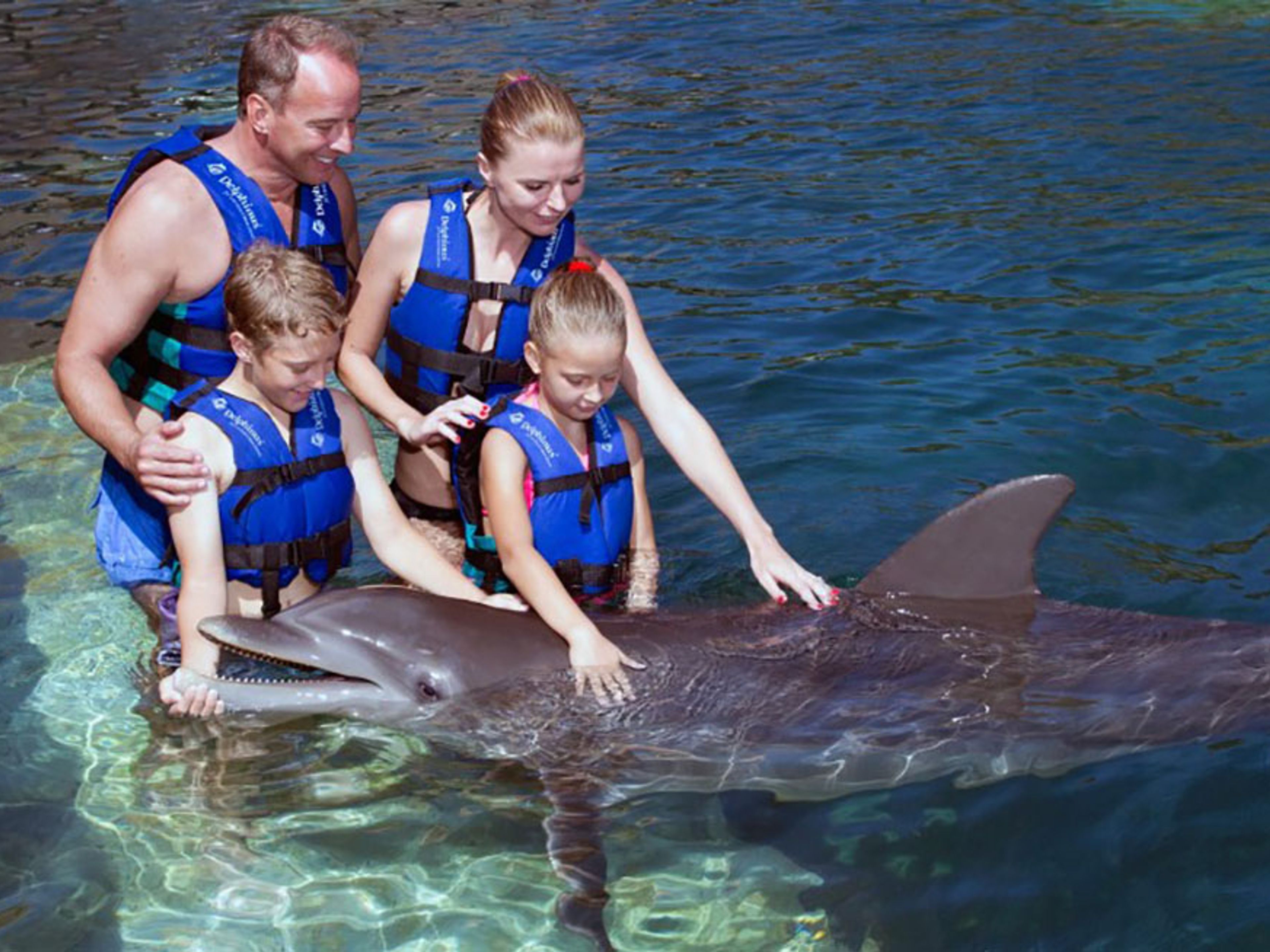 Excursão "Primax Golfinhos em Riviera Maya". "Primax Dolphin in Riviera Maya" Tour