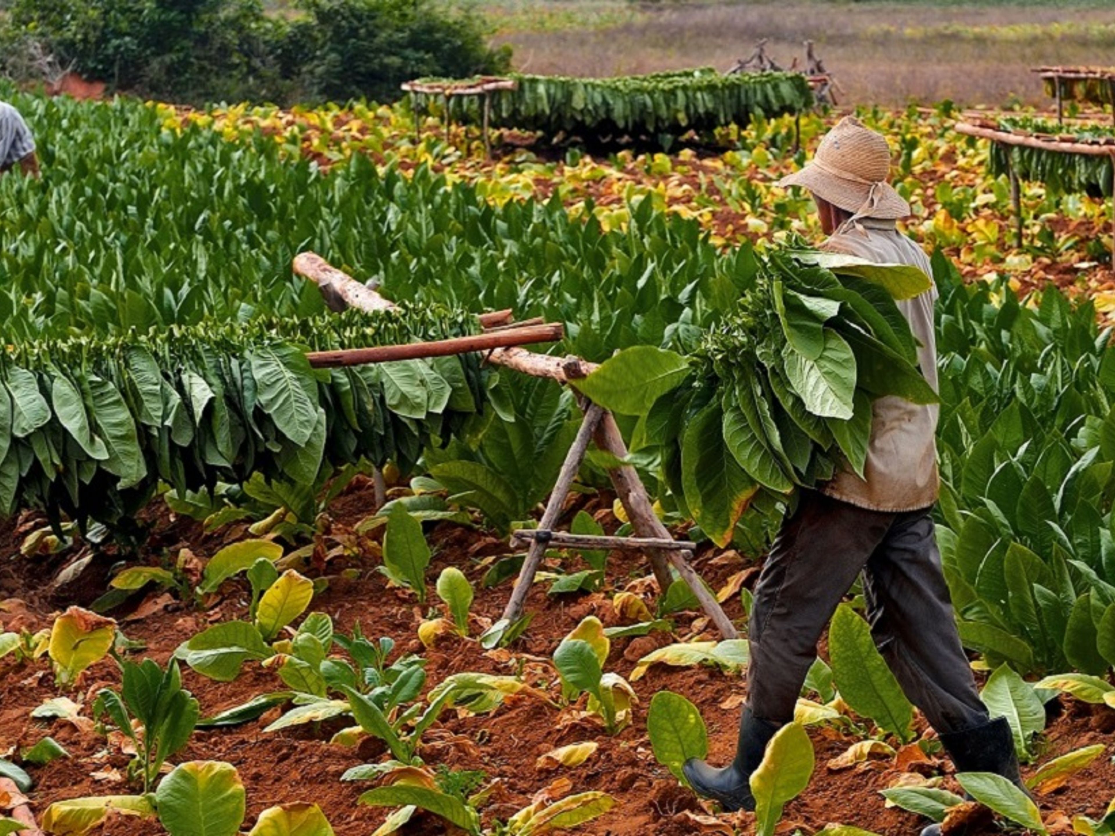 Tour “PINAR DEL RIO ET VIÑALES EN VOITURE CLASSIQUE”