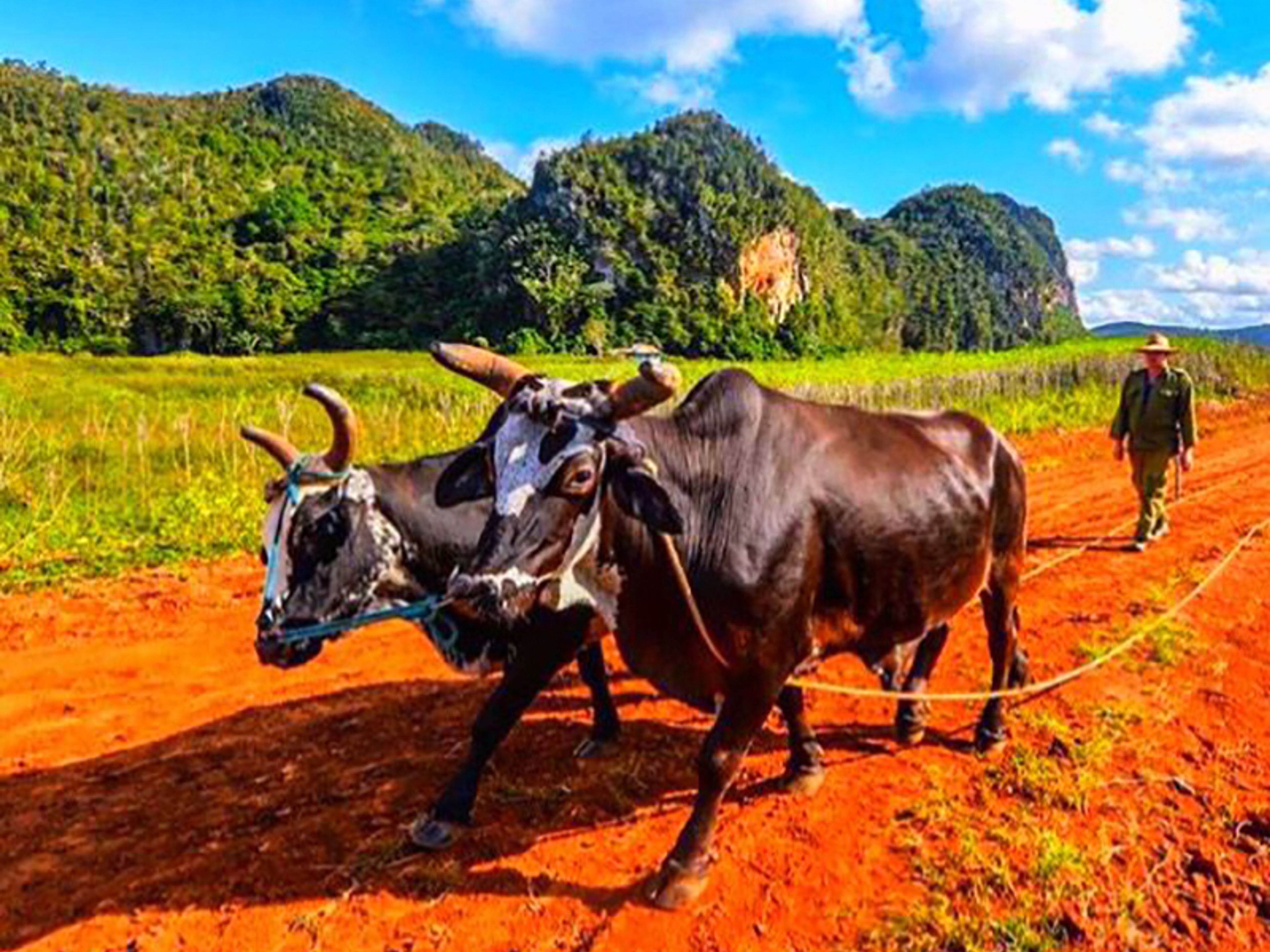 "Tour in bicicletta a Viñales". Traditions and customs, Viñales valley National Park, Pinar del Río