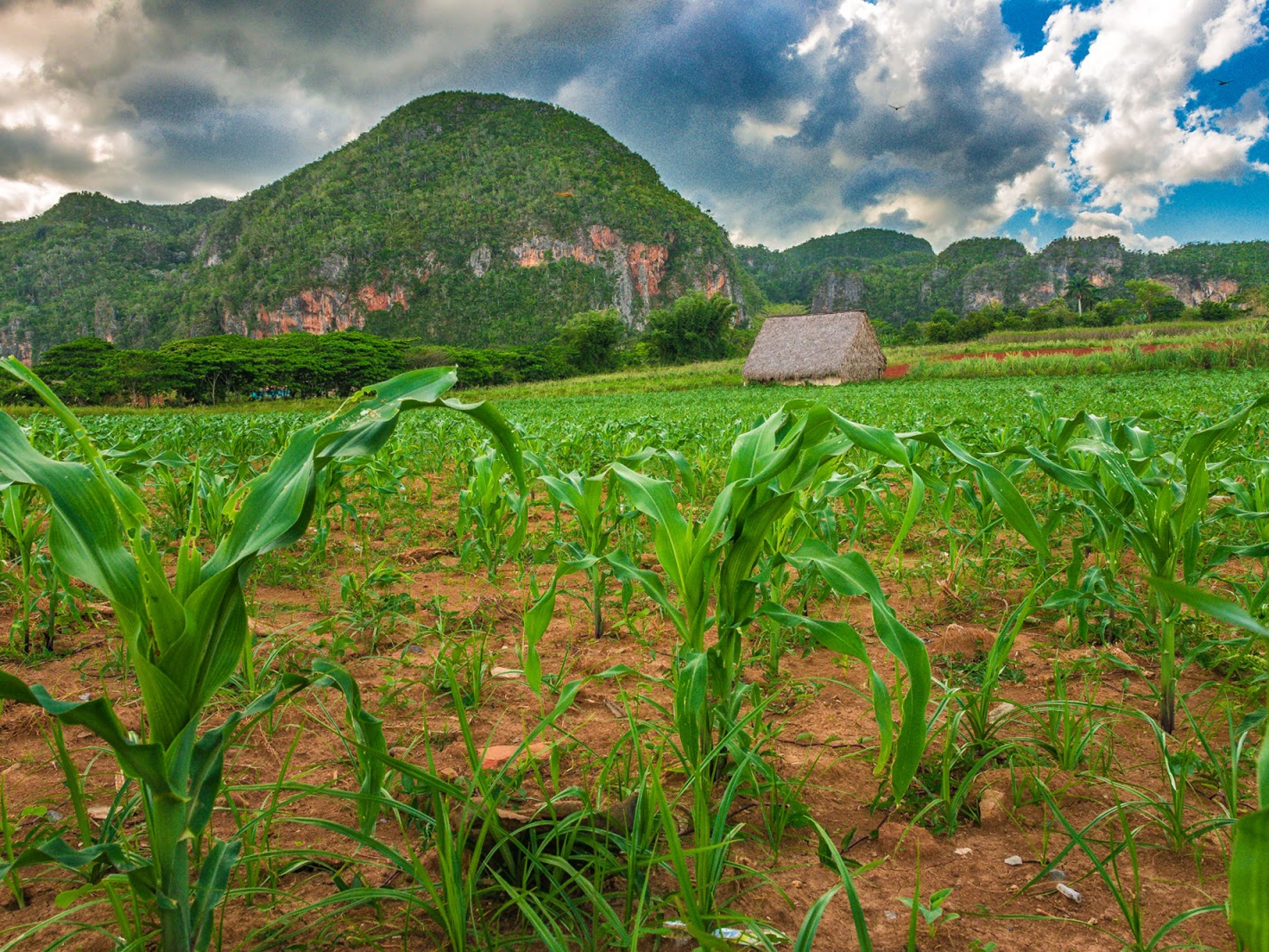 “CICLO TURISMO EN VIÑALES”. Viñales valley National Park panoramic view, Pinar del Río