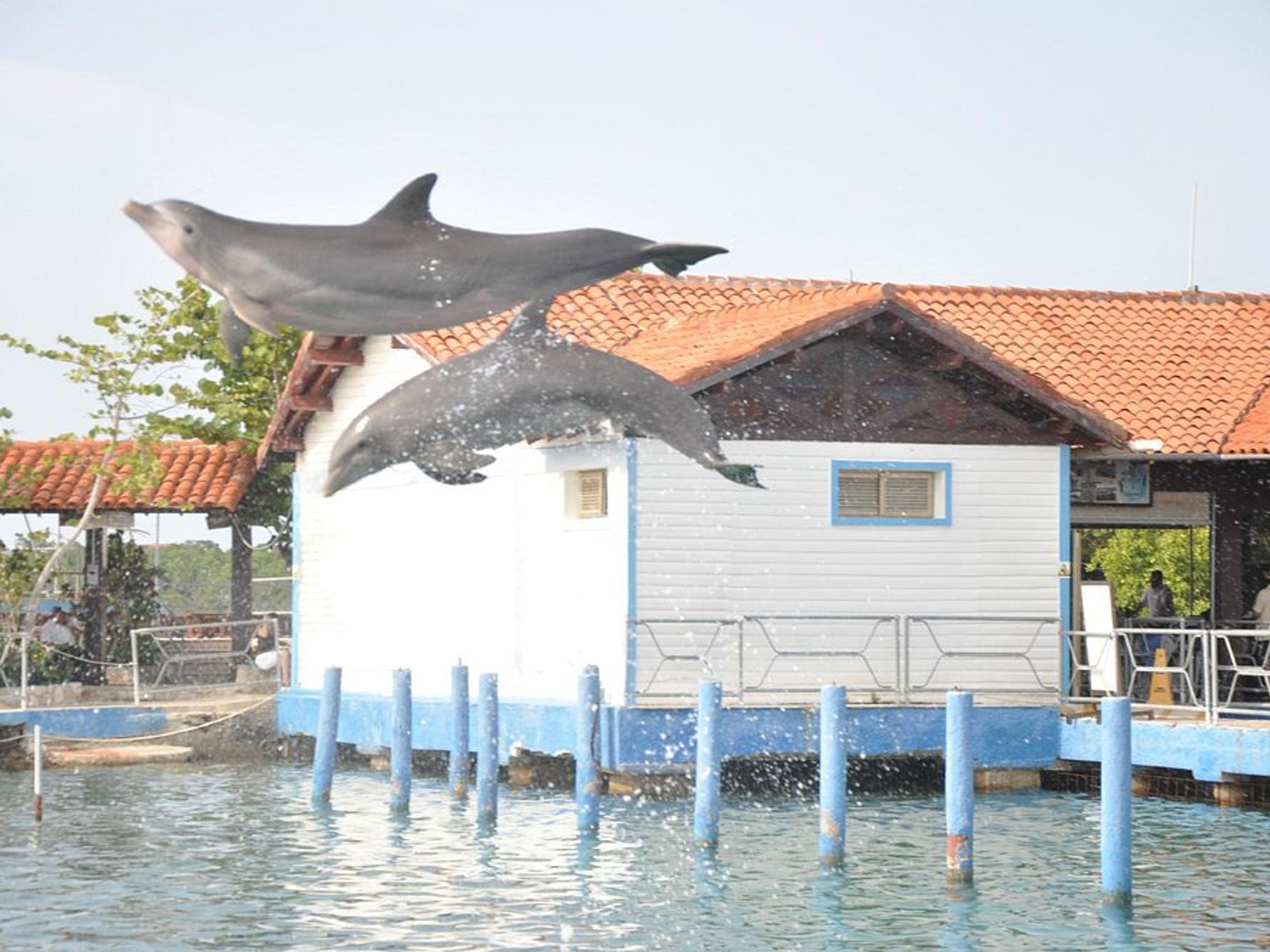 Тур "LANGOSTADA". "LANGOSTADA" Tour, Guardalavaca beach, Holguín, Cuba.