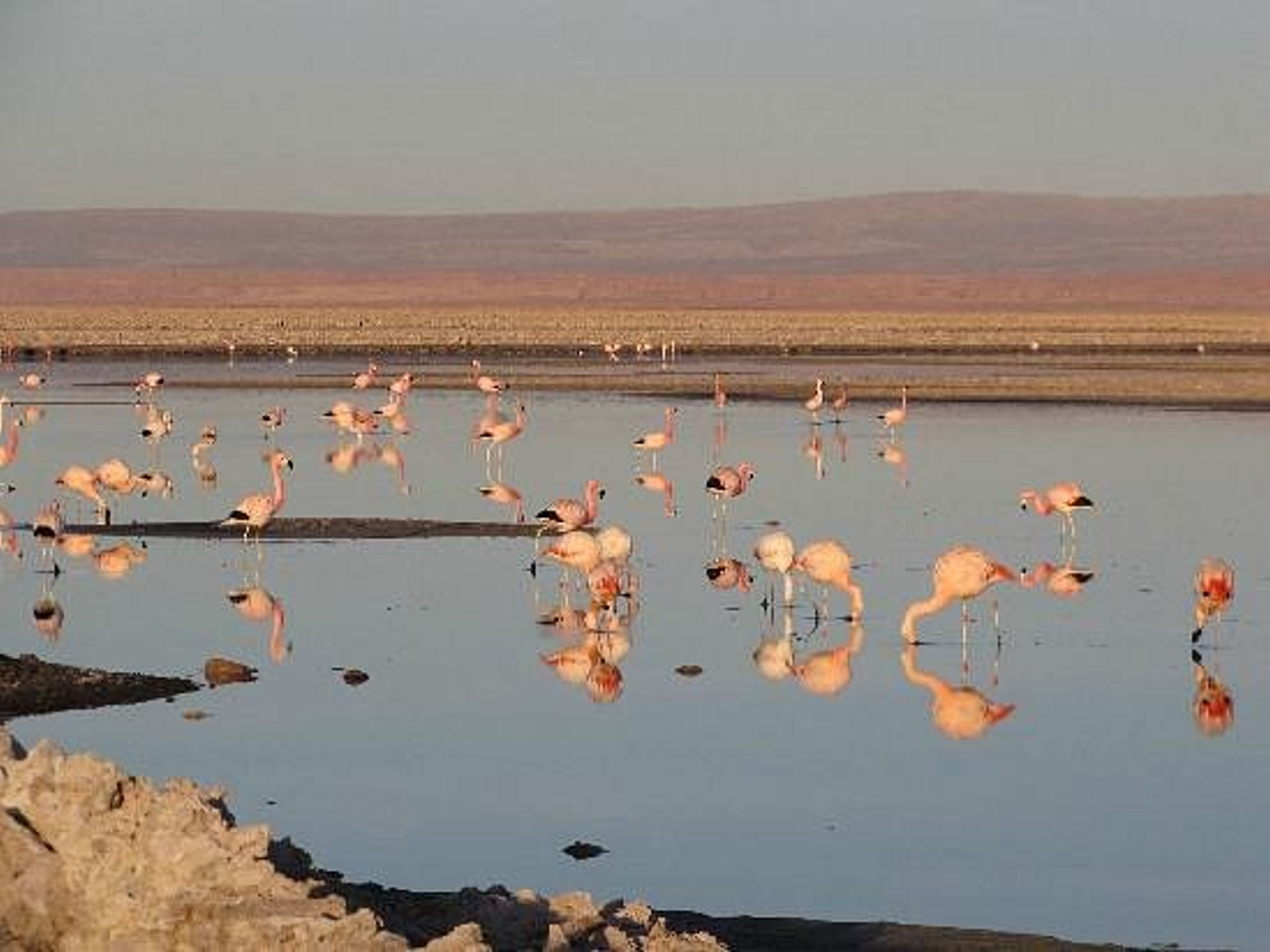 "ATACAMA SALT FLAT, CHAXA LAGOON AND TOCONAO WITH APPETIZER" Tour