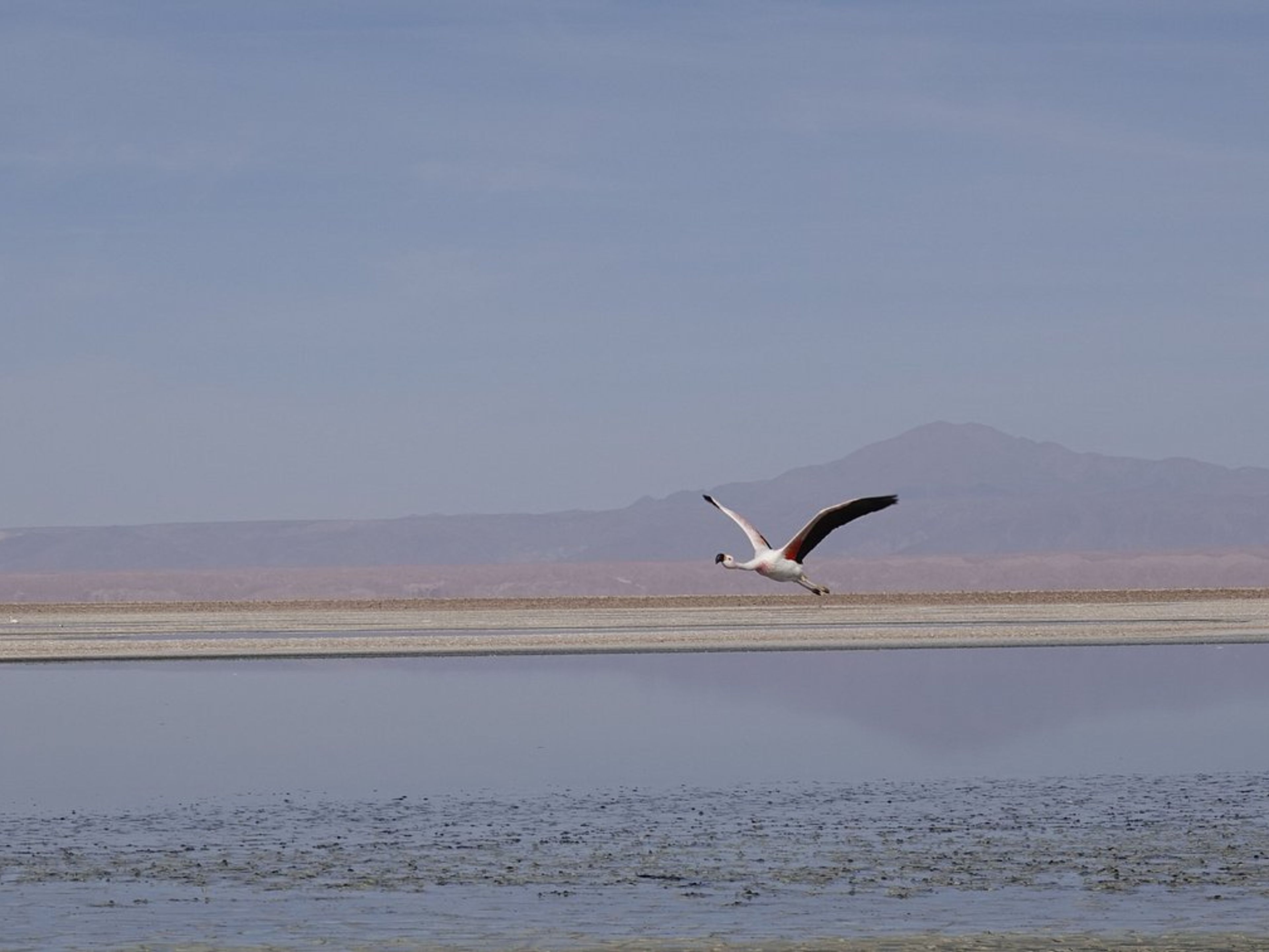 "ATACAMA SALT FLAT, CHAXA LAGOON AND TOCONAO WITH APPETIZER" Tour. "ATACAMA SALT FLAT, CHAXA LAGOON AND TOCONAO WITH APPETIZER" Tour, San pedro de Atacama, Chile.