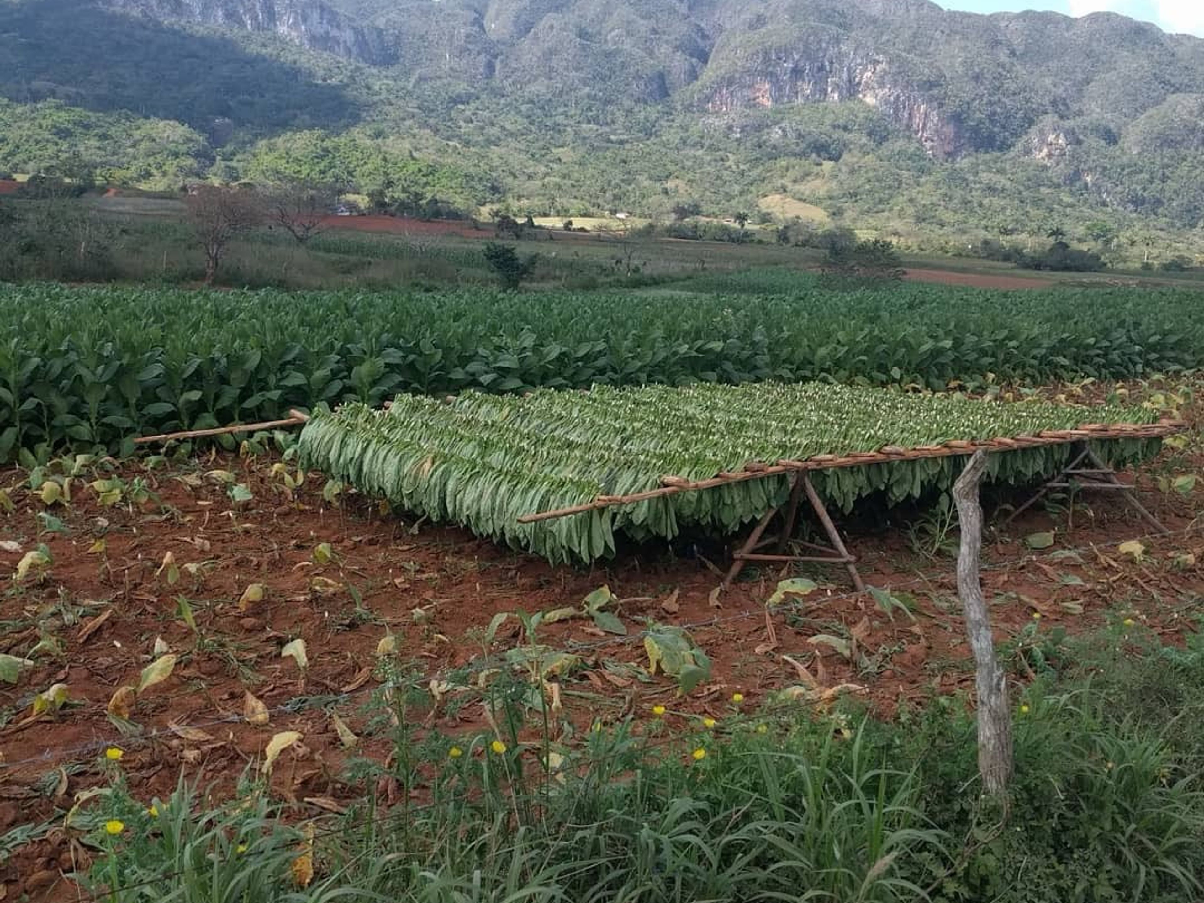 Tour "GIRO DEL TABACCO A VIÑALES, SCOPRI I SEGRETI DEL TABACCO CUBANO"