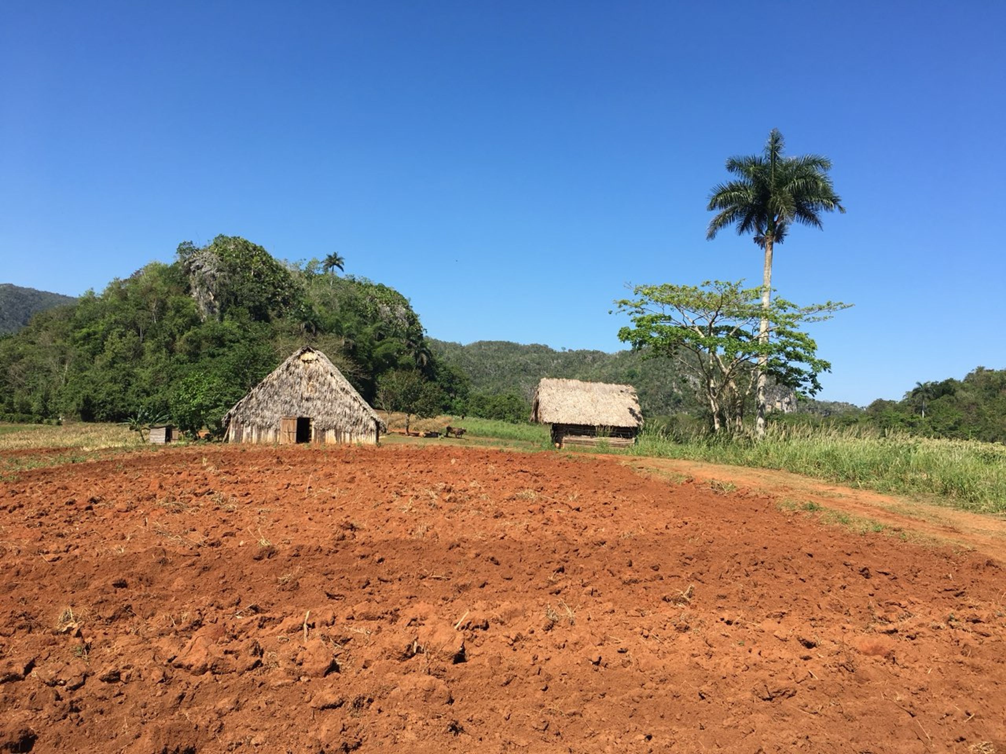 Excursão “VISITA GUIADA ÀS PLANTAS DE TABACO EM VIÑALES, DESCUBRA OS SEGREDOS DO TABACO CUBANO”. “TOBACCO TOUR IN VIÑALES, DISCOVER THE SECRETS OF CUBAN TOBACCO” Tour, Viñales Valley, Pinar del Río, Cuba.