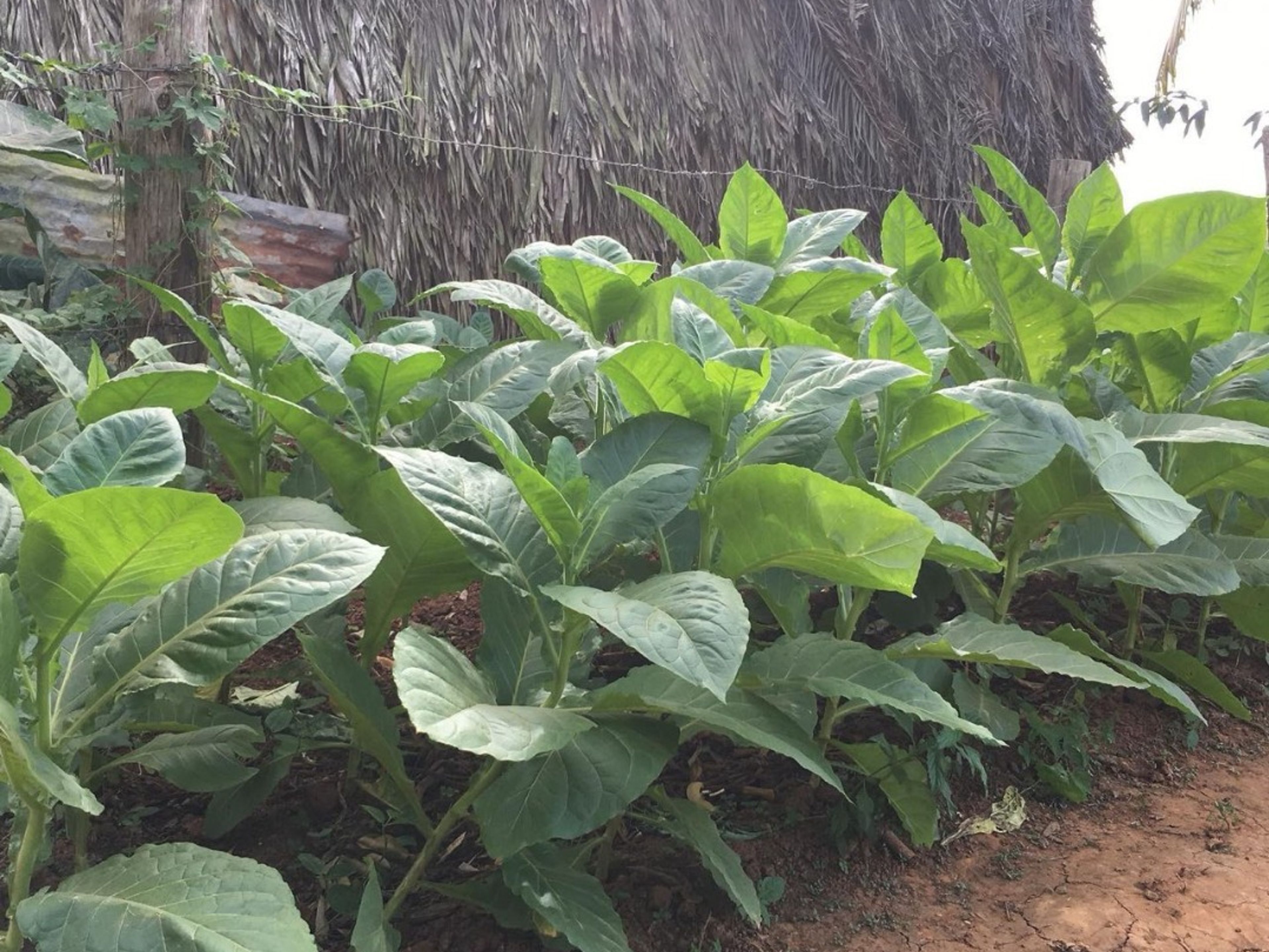 Tour "GIRO DEL TABACCO A VIÑALES, SCOPRI I SEGRETI DEL TABACCO CUBANO". “TOBACCO TOUR IN VIÑALES, DISCOVER THE SECRETS OF CUBAN TOBACCO” Tour, Viñales Valley, Pinar del Río, Cuba.