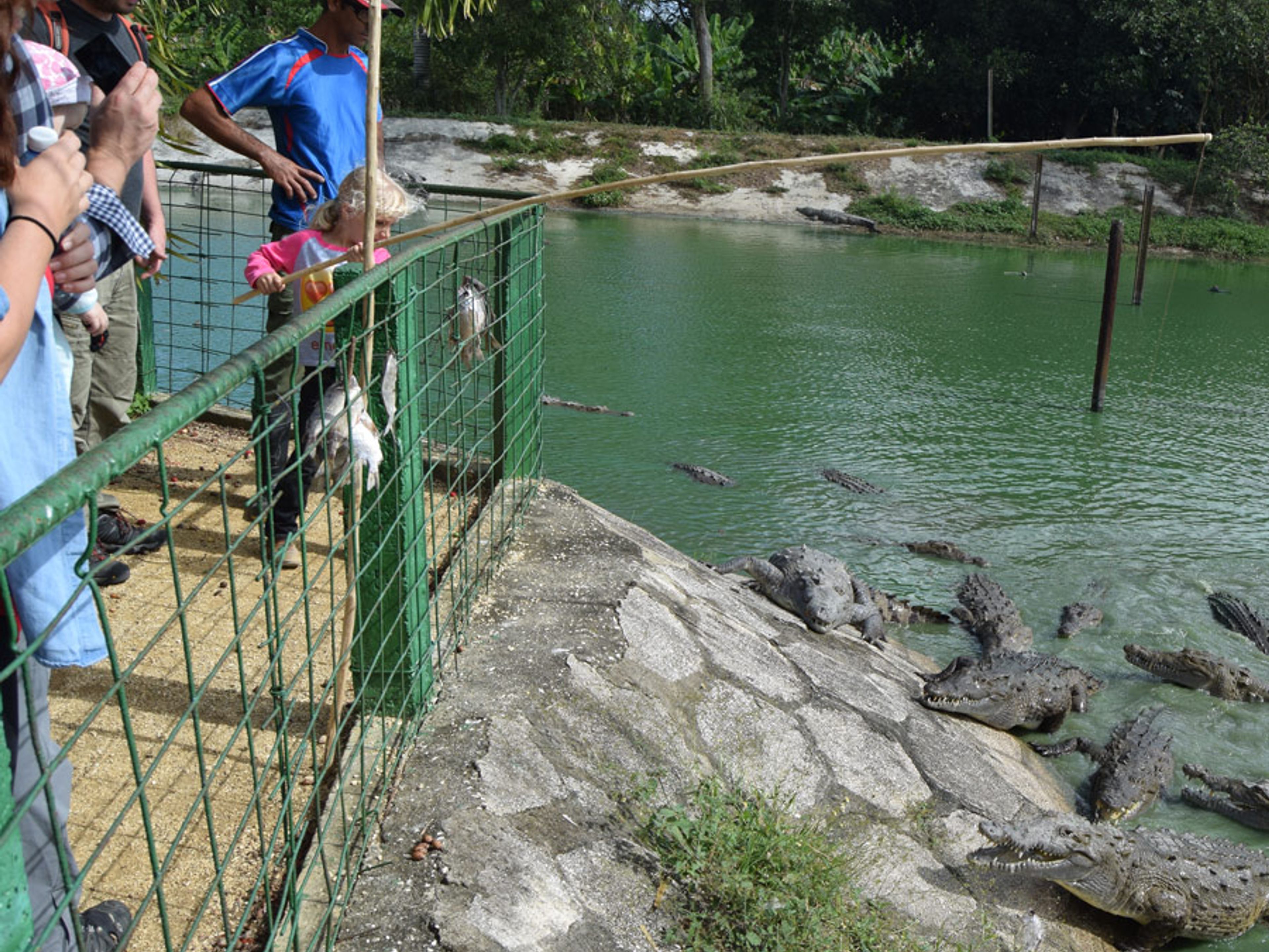 Экскурсия в "Крокодилы". The crocodile farm, Sierra de Cubitas, Camagüey