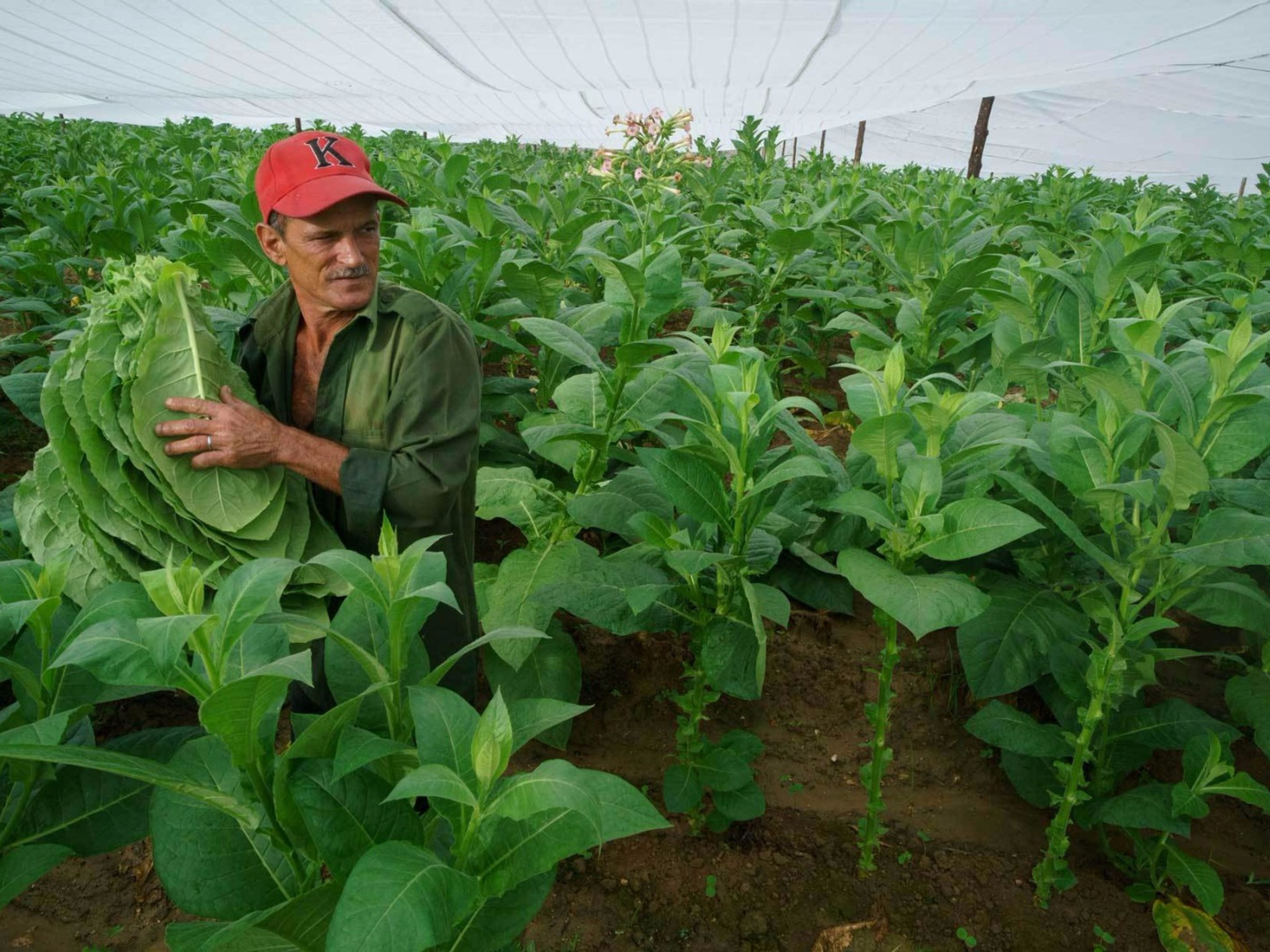 Tour "I segreti del tabacco"