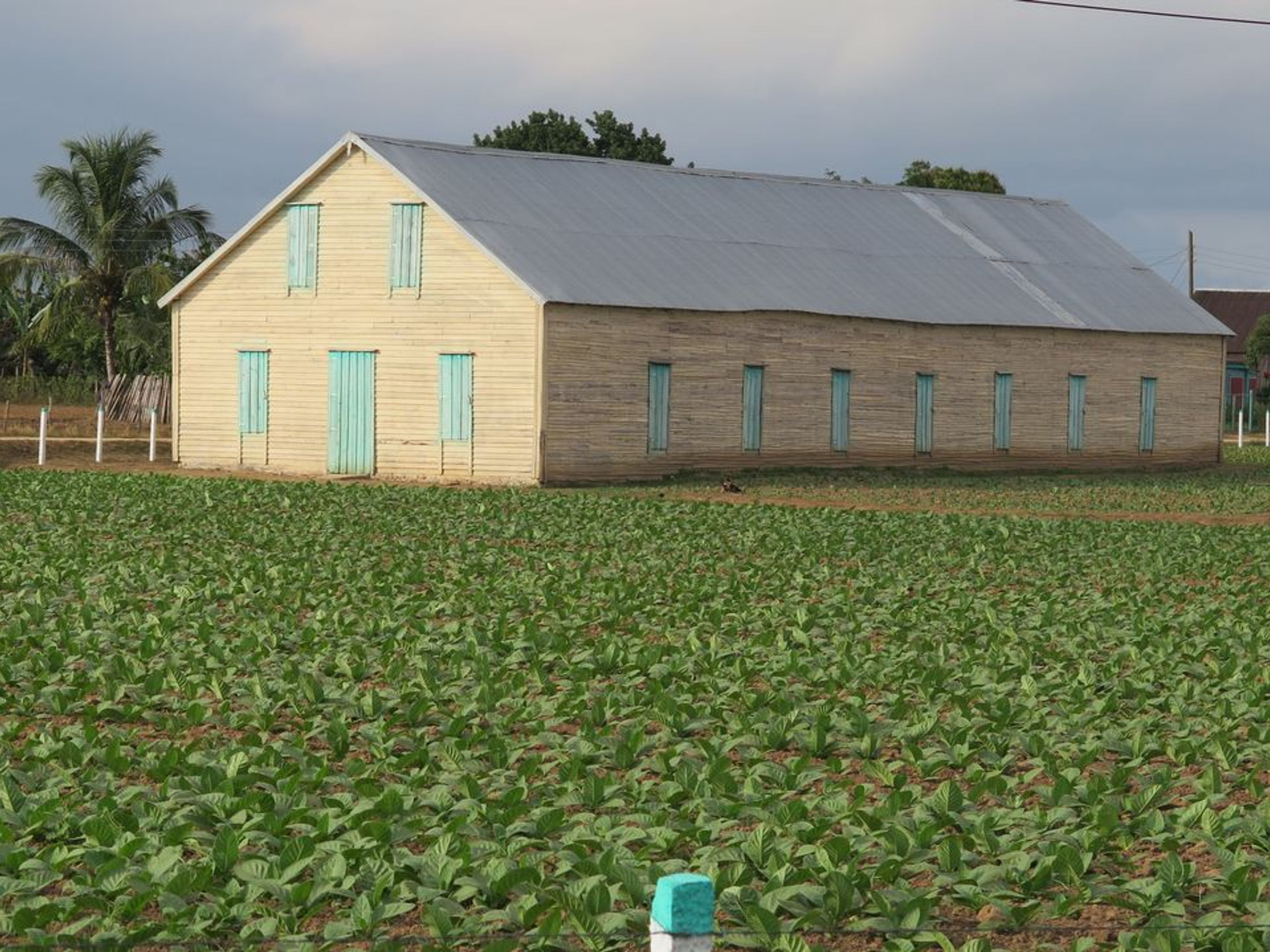 Tour "I segreti del tabacco". A traditional tobacco farm, the cultivation of the leaves, San Juan Martinez valley, Pinar del Río