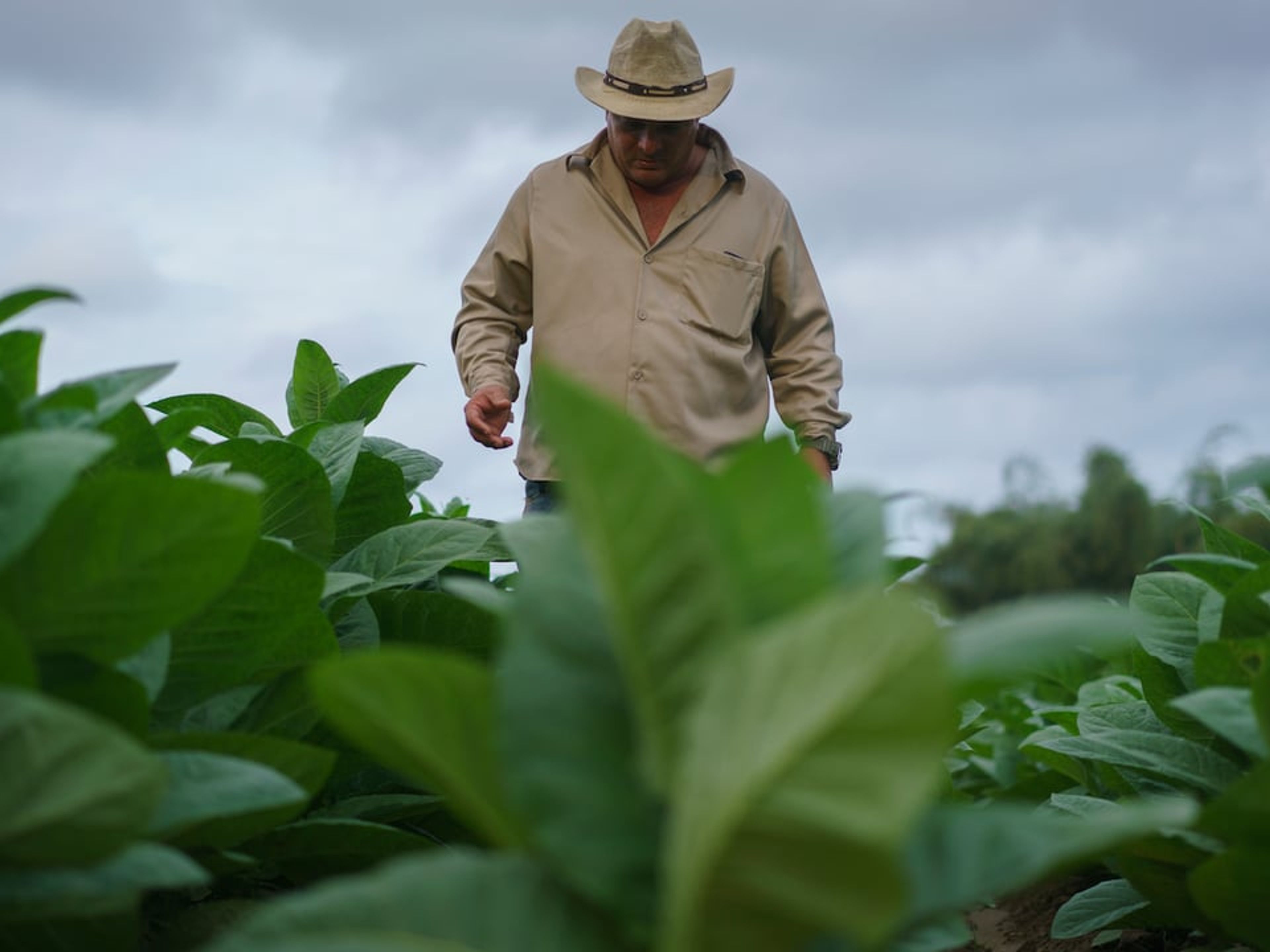 Tour "I segreti del tabacco". Hector Luis Prieto in 2007 was awarded the prestigious honor of Hombre Habano, an annual award for the best quality production of tobacco in the cigar industry.